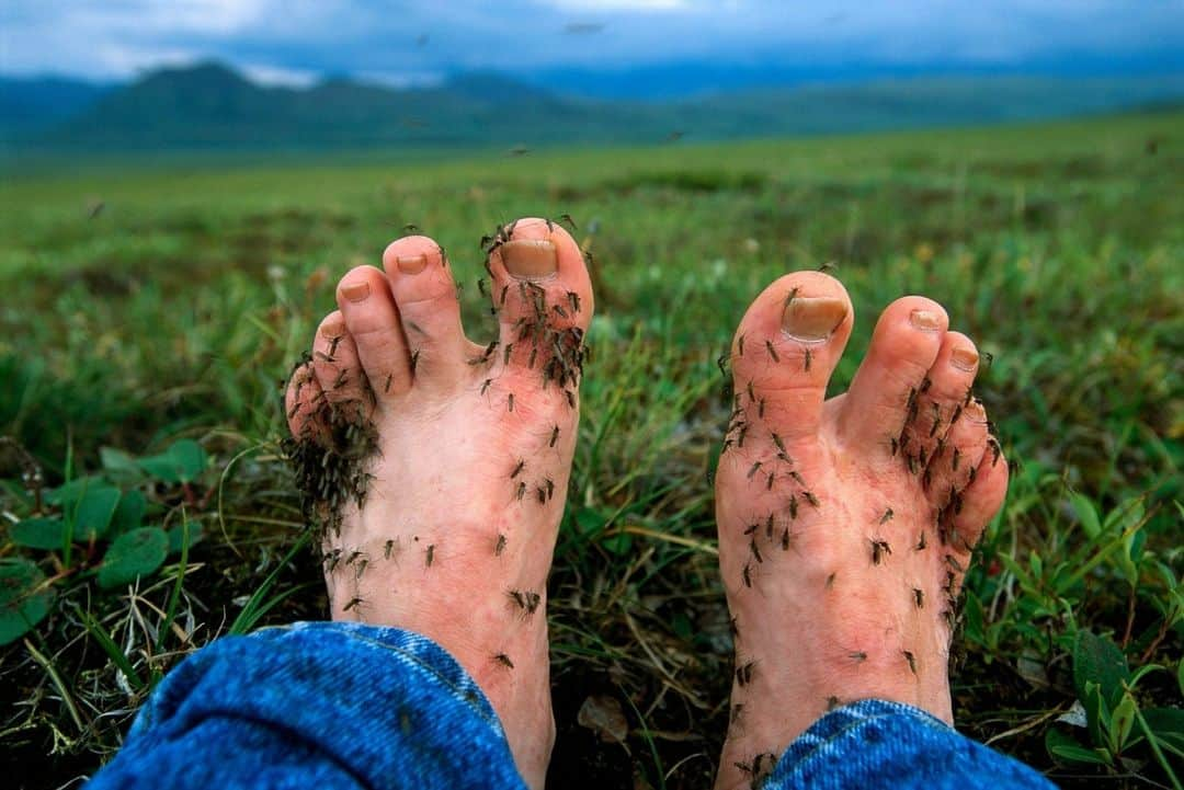 ナショナルジオグラフィックさんのインスタグラム写真 - (ナショナルジオグラフィックInstagram)「Photo by @joelsartore | Alaska's North Slope has a reputation for harboring clouds of fearless mosquitoes. I learned this the hard way while on assignment there for National Geographic in 2006.  Desperate after three days without taking a single good photo, I decided to turn the camera on myself. I took off my shoes and socks in a scenic place and let the mosquitos eat me alive for 20 or so minutes. They piled on so thick they made a crackling sound. Later, my feet itched so badly that I scratched them raw for three hours straight.  There were two silver linings to this experiment: This image became one of the most talked about photos of my career, and I was given a gift certificate for a pedicure from the magazine's director of photography. I still don’t think my feet looked that bad.」7月23日 1時00分 - natgeo