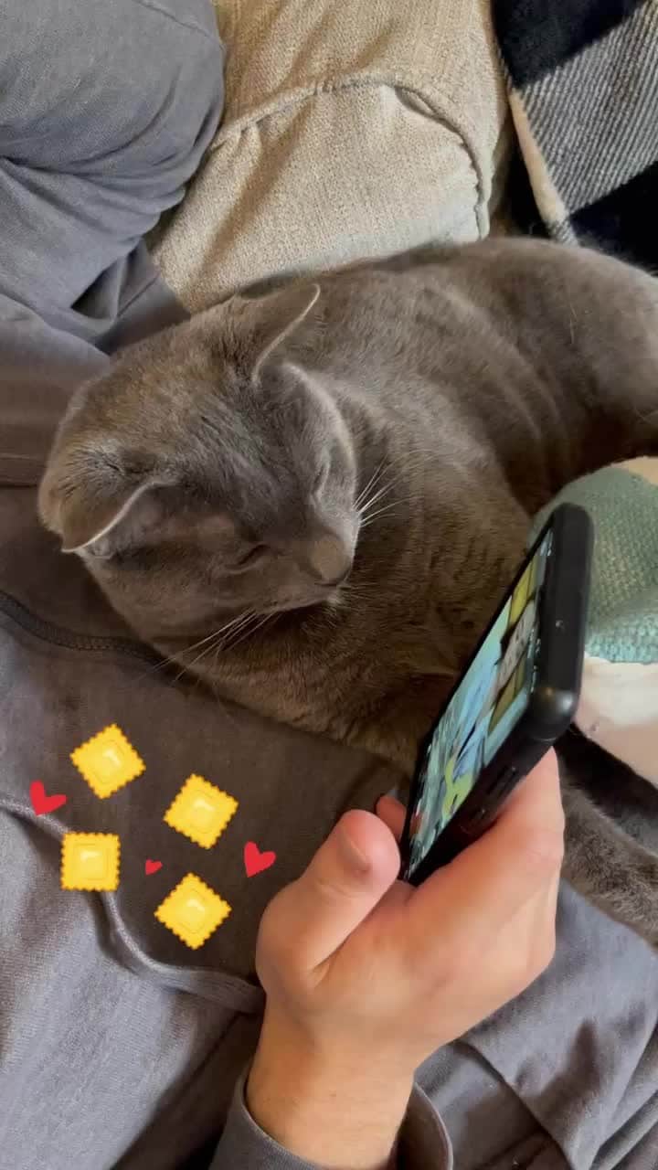 Cats of Instagramのインスタグラム：「From @pea_n_tot: "Catching up on some TikTok cooking videos!🤩Learning how to make raviolis from scratch🤤" #catsofinstagram」