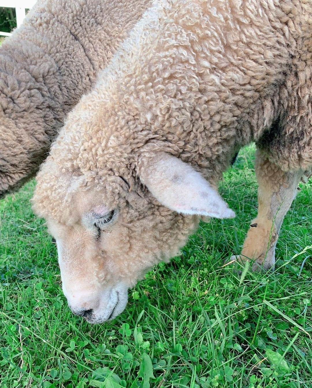 ケリーアンさんのインスタグラム写真 - (ケリーアンInstagram)「🐑🐑🐑🐑🐑🐑🐑🌿  ポニーとヒツジに癒された☺️ 最高に楽しい☀️夏！って感じの誕生日を過ごせました❤️  B-day trip 🥳📍Kiyosato, Yamanashi 2023.7.16」7月23日 1時07分 - kellysoooreal