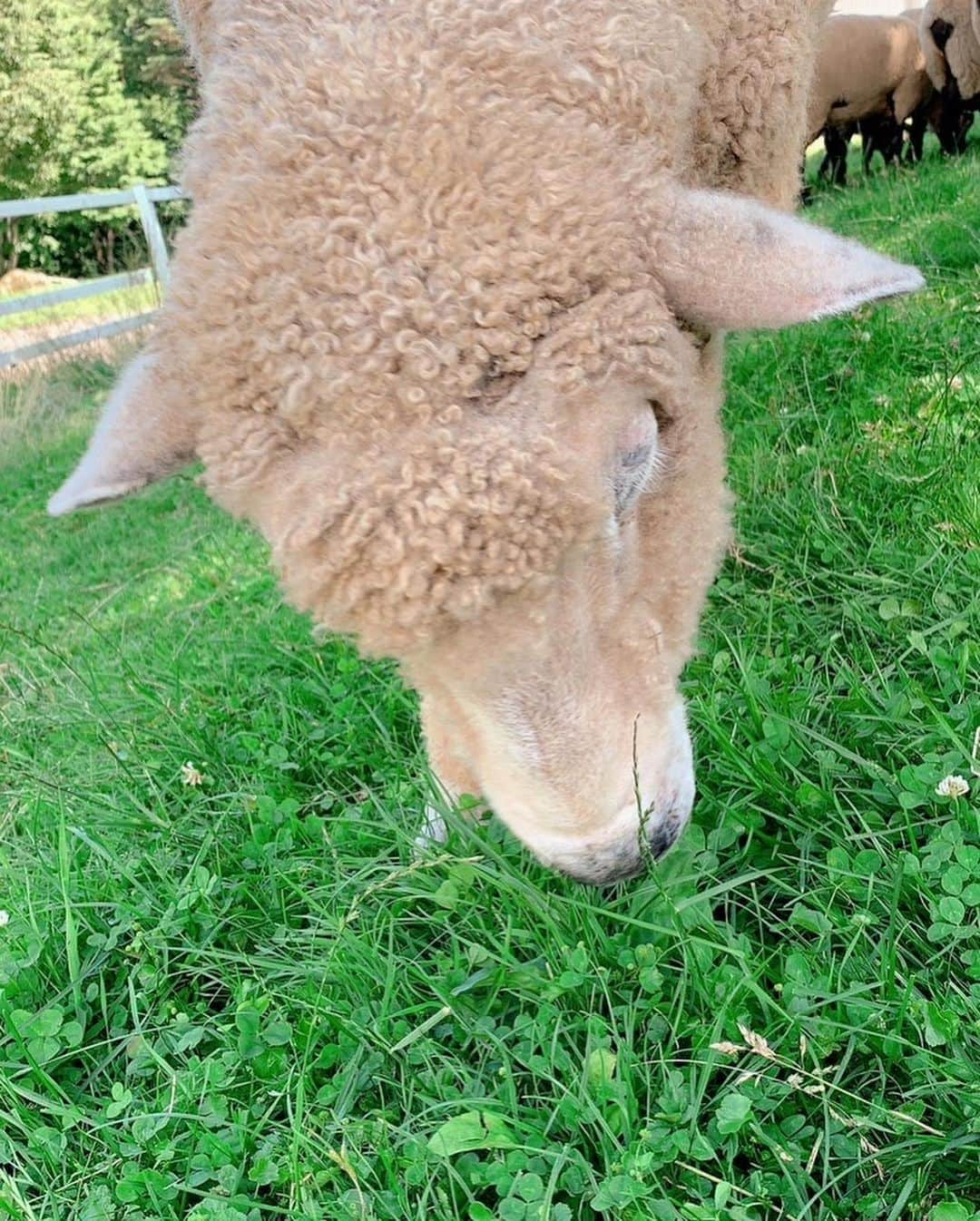 ケリーアンさんのインスタグラム写真 - (ケリーアンInstagram)「🐑🐑🐑🐑🐑🐑🐑🌿  ポニーとヒツジに癒された☺️ 最高に楽しい☀️夏！って感じの誕生日を過ごせました❤️  B-day trip 🥳📍Kiyosato, Yamanashi 2023.7.16」7月23日 1時07分 - kellysoooreal