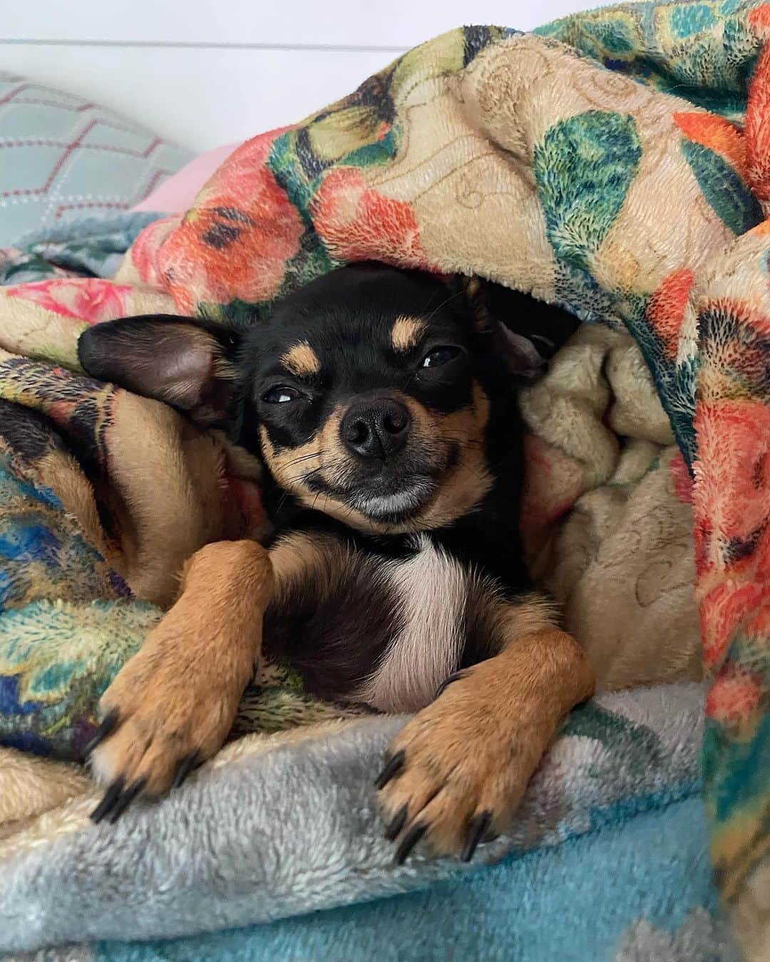 ジョニーワズのインスタグラム：「More proof that pups love our blankets just as much as we do. 📸: @poppi.thechihuahua」