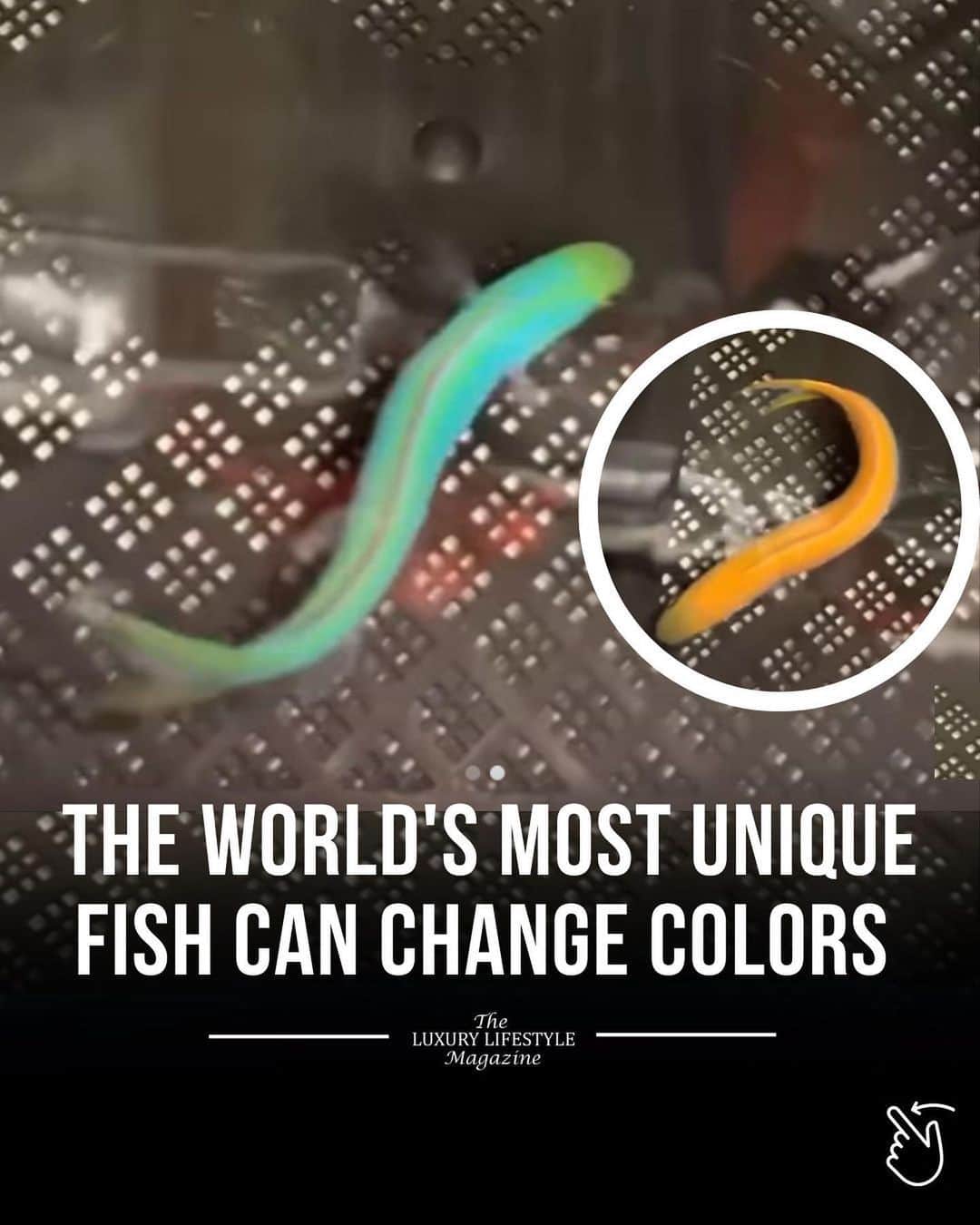 The Luxury Lifestyle Magazineさんのインスタグラム写真 (The Luxury Lifestyle