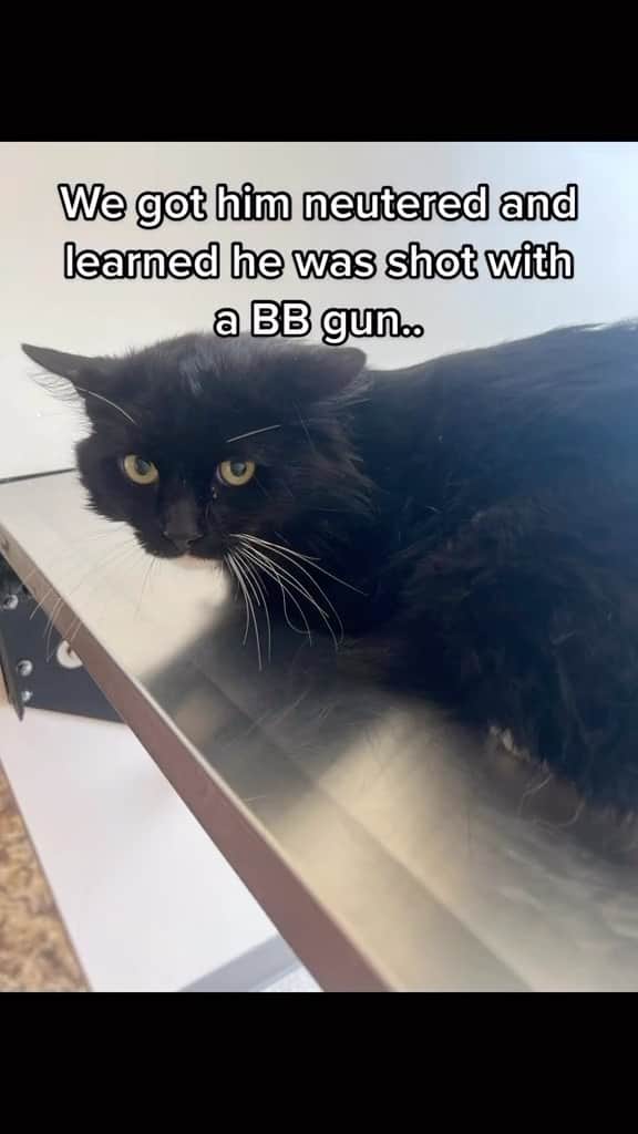 Cute Pets Dogs Catsのインスタグラム：「The cat distribution system doing cat distribution things🥰  Credit: beautiful @mittenstherescuecat and rescuecatmittens (tt) ** For all crediting issues and removals pls 𝐄𝐦𝐚𝐢𝐥 𝐮𝐬 ☺️  𝐍𝐨𝐭𝐞: we don’t own this video/pics, all rights go to their respective owners. If owner is not provided, tagged (meaning we couldn’t find who is the owner), 𝐩𝐥𝐬 𝐄𝐦𝐚𝐢𝐥 𝐮𝐬 with 𝐬𝐮𝐛𝐣𝐞𝐜𝐭 “𝐂𝐫𝐞𝐝𝐢𝐭 𝐈𝐬𝐬𝐮𝐞𝐬” and 𝐨𝐰𝐧𝐞𝐫 𝐰𝐢𝐥𝐥 𝐛𝐞 𝐭𝐚𝐠𝐠𝐞𝐝 𝐬𝐡𝐨𝐫𝐭𝐥𝐲 𝐚𝐟𝐭𝐞𝐫.  We have been building this community for over 6 years, but 𝐞𝐯𝐞𝐫𝐲 𝐫𝐞𝐩𝐨𝐫𝐭 𝐜𝐨𝐮𝐥𝐝 𝐠𝐞𝐭 𝐨𝐮𝐫 𝐩𝐚𝐠𝐞 𝐝𝐞𝐥𝐞𝐭𝐞𝐝, pls email us first. **」