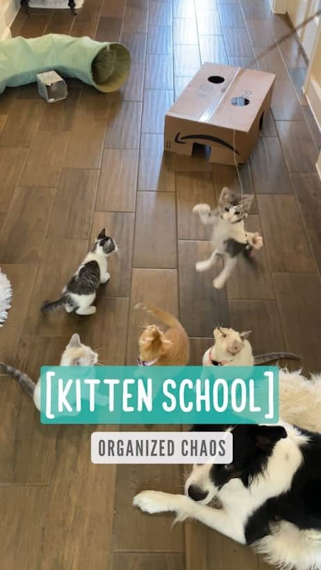 Jazzy Cooper Fostersのインスタグラム：「Kittens meet other kittens and a nanny dog  Previously, VIB, Phoebe and the Bears got to know each other through the gates. Here are some clips of them meeting for the first time.  #catsofinstagram」