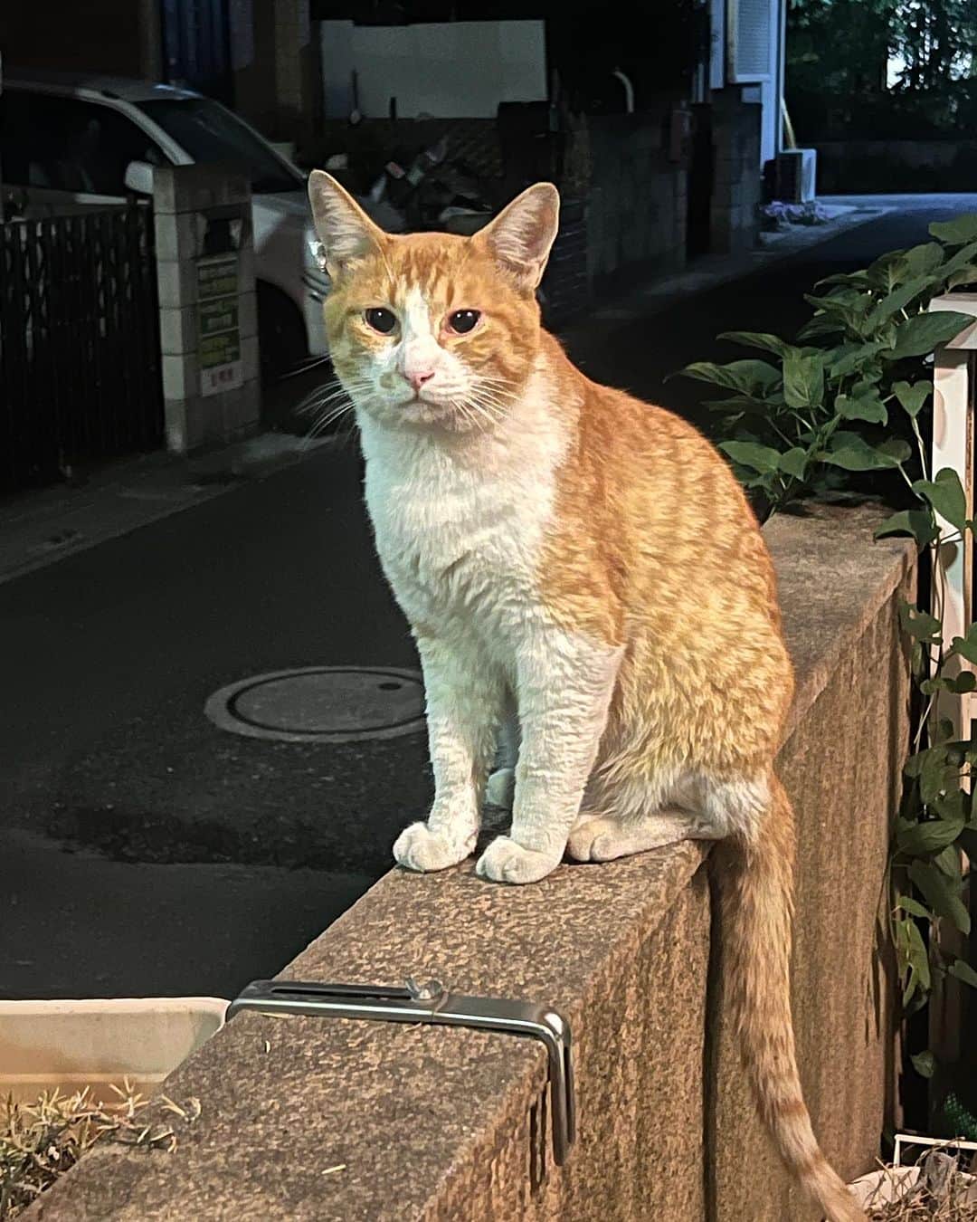 Kachimo Yoshimatsuのインスタグラム：「ここの所ほぼ毎日のように夜帰ると待ってるちゃめし。イカスミは11日に来て以来姿を見てません。どうしちゃったんだろう？ イカスミが来なくなってから、ちゃめしがまた来始めたのは、何か関係あるんだろうか？元気でいてくれれば良いなあ。  #うちの猫ら #猫 #ねこ #chameshi #ニャンスタグラム #にゃんすたぐらむ #ねこのきもち #cat #ネコ #catstagram #ネコ部 http://kachimo.exblog.jp」