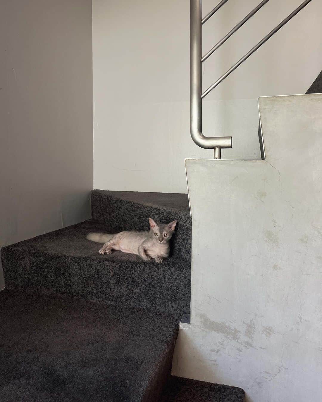 Juriさんのインスタグラム写真 - (JuriInstagram)「Sunday💻  #chonshouse #vintageapartment #lambkin」7月23日 15時12分 - juritakiguchi
