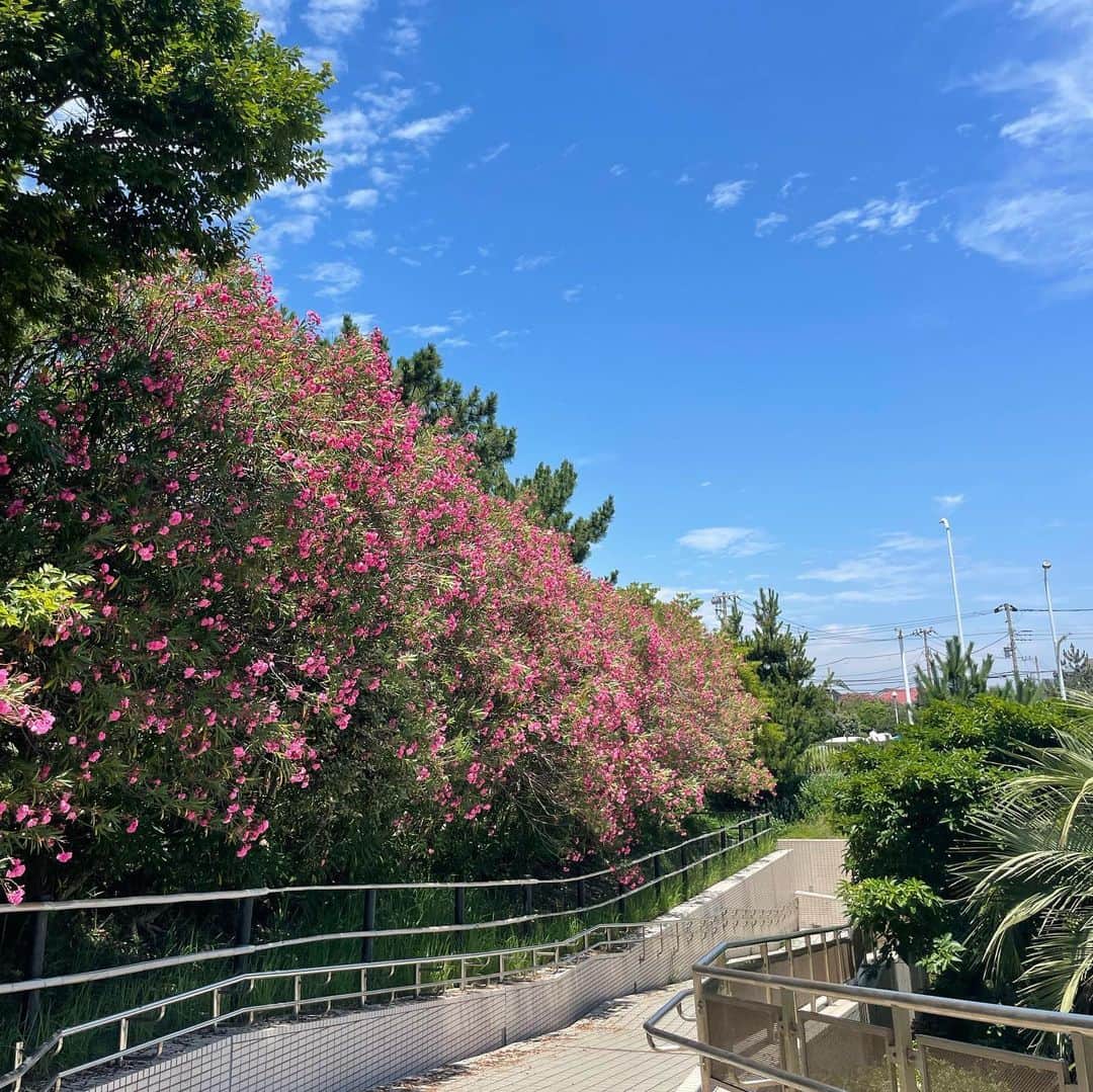 にわみきほさんのインスタグラム写真 - (にわみきほInstagram)「近所をお散歩していると この可愛いピンクのお花がたくさん  なんていう名前だろう？ 可愛い🩷🩷🩷」7月23日 15時26分 - mikiho_niwa