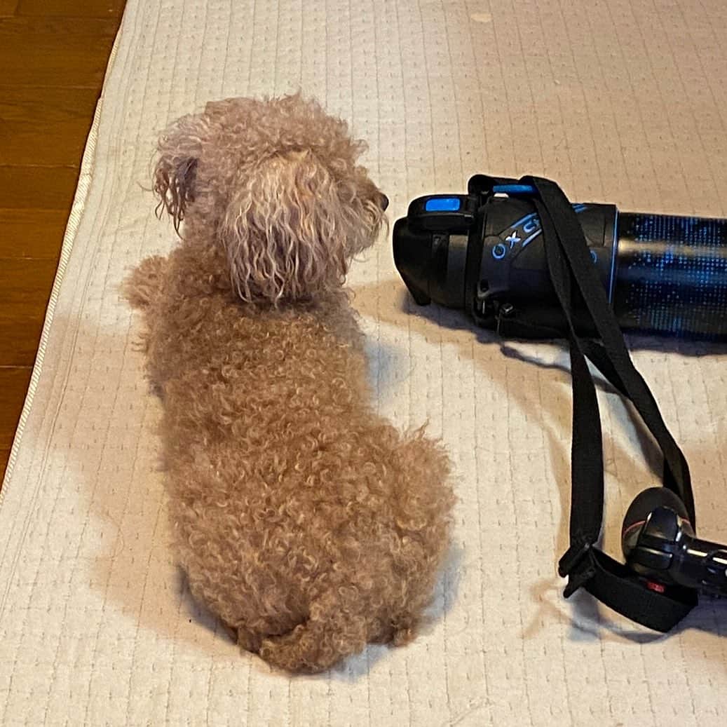 藤井ペイジのインスタグラム：「息子の放り出した水筒と、なぜか守る犬。 #トイプードル」