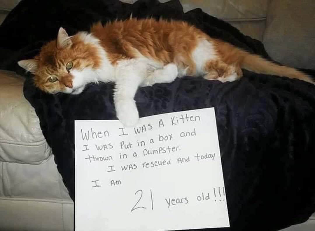 Cute Pets Dogs Catsのインスタグラム：「Happy Birthday!!!♥  If you like it pls support with ❤️  Credit: unknown (*read note below)  ** For all crediting issues and removals pls 𝐄𝐦𝐚𝐢𝐥 𝐮𝐬 ☺️  𝐍𝐨𝐭𝐞: we don’t own this video/pics, all rights go to their respective owners. If owner is not provided, tagged (meaning we couldn’t find who is the owner), 𝐩𝐥𝐬 𝐄𝐦𝐚𝐢𝐥 𝐮𝐬 with 𝐬𝐮𝐛𝐣𝐞𝐜𝐭 “𝐂𝐫𝐞𝐝𝐢𝐭 𝐈𝐬𝐬𝐮𝐞𝐬” and 𝐨𝐰𝐧𝐞𝐫 𝐰𝐢𝐥𝐥 𝐛𝐞 𝐭𝐚𝐠𝐠𝐞𝐝 𝐬𝐡𝐨𝐫𝐭𝐥𝐲 𝐚𝐟𝐭𝐞𝐫.  We have been building this community for over 6 years, but 𝐞𝐯𝐞𝐫𝐲 𝐫𝐞𝐩𝐨𝐫𝐭 𝐜𝐨𝐮𝐥𝐝 𝐠𝐞𝐭 𝐨𝐮𝐫 𝐩𝐚𝐠𝐞 𝐝𝐞𝐥𝐞𝐭𝐞𝐝, pls email us first. **」