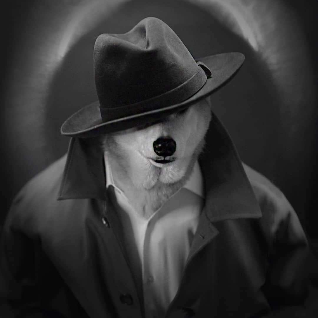 Menswear Dogのインスタグラム