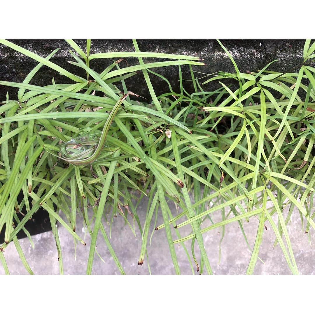 井山三希子さんのインスタグラム写真 - (井山三希子Instagram)「・ 駐車場に毎年出る草に何か産み付けている⁈」7月23日 7時52分 - nikoyagi