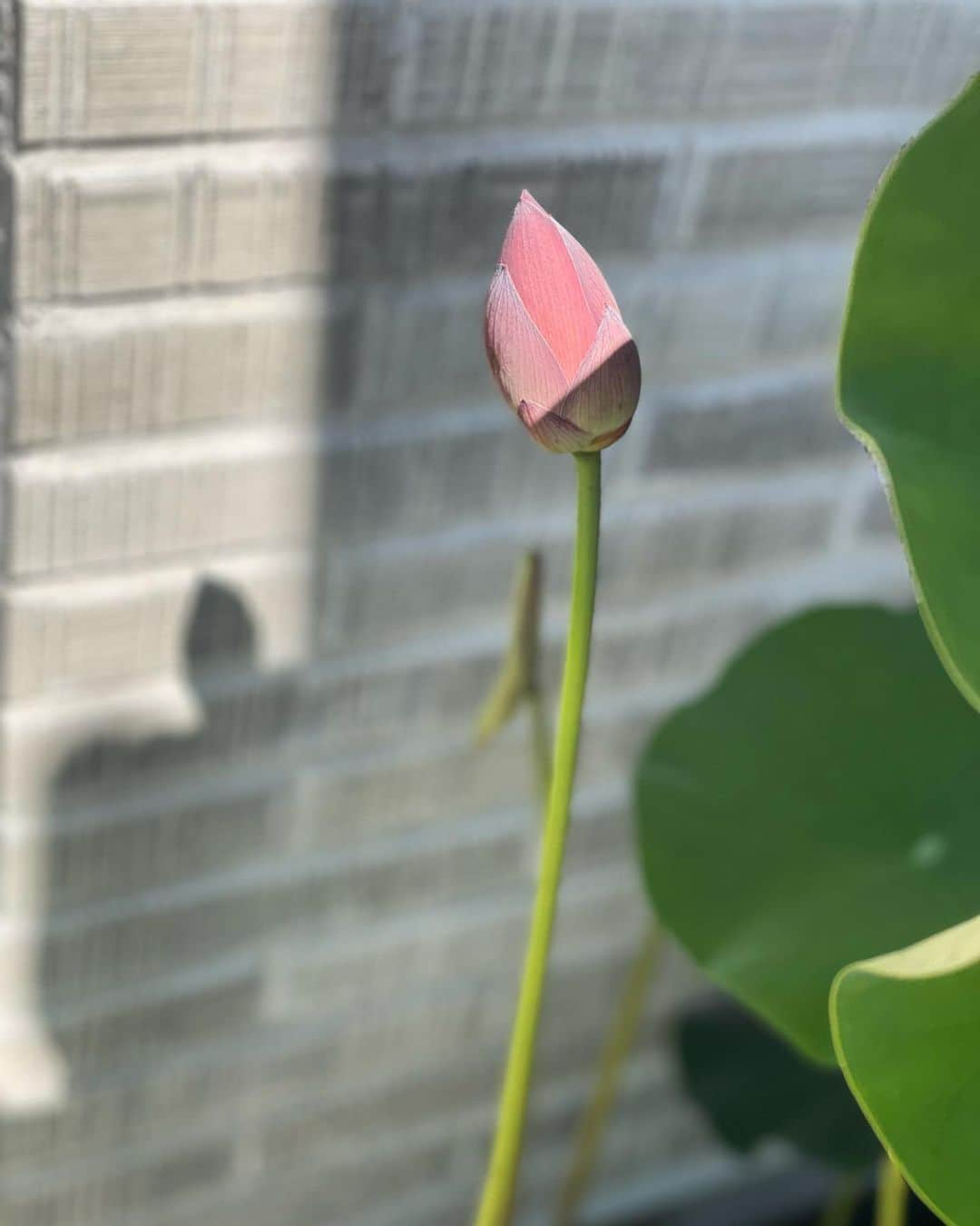 前川泰之のインスタグラム：「おはようございます☀  関東も梅雨明けとか。  うちの蓮の蕾も大きくなって、開花もいよいよ間近か！？楽しみ〜✨✨  そして僕も明日からまた新たな現場に入ります！　  皆さん、素敵な日曜日をお過ごしください😌  #蓮　#ビオトープ　#メダカ　#水草　 #暑さには気をつけて」