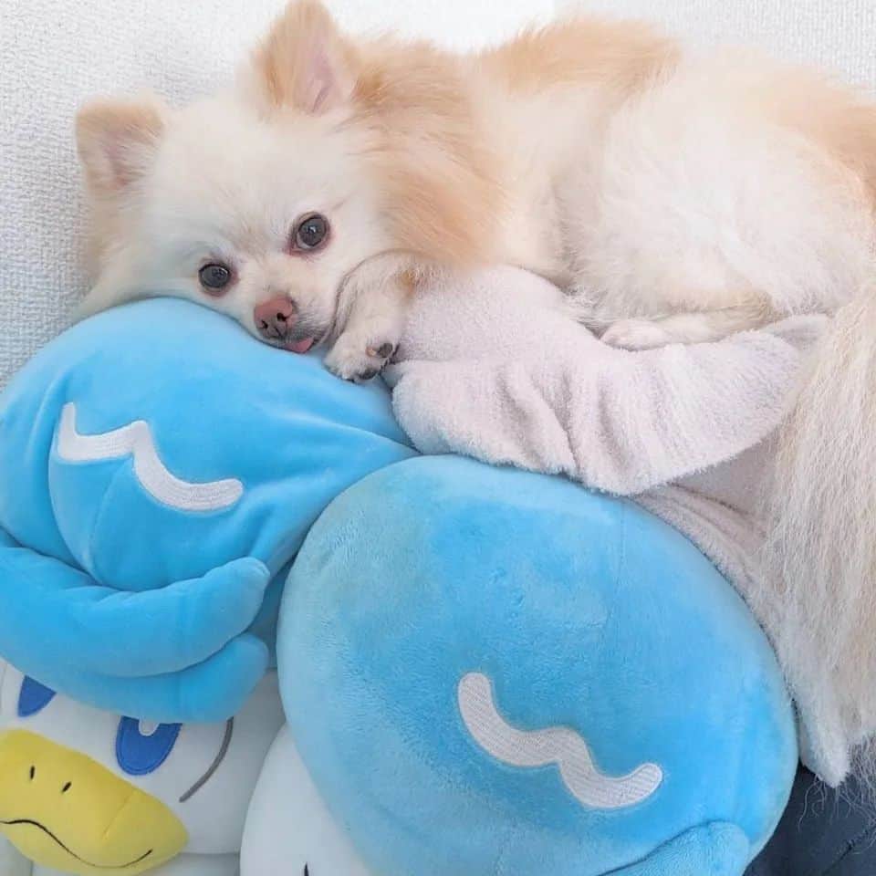武田航平さんのインスタグラム写真 - (武田航平Instagram)「ポメ×クワッス ソファの上で寝るころ。 幸せの象徴のような寝顔に癒やされる。 #dogoftheday  #pomeranian #ポメ」7月23日 10時11分 - kouhei_takeda.official