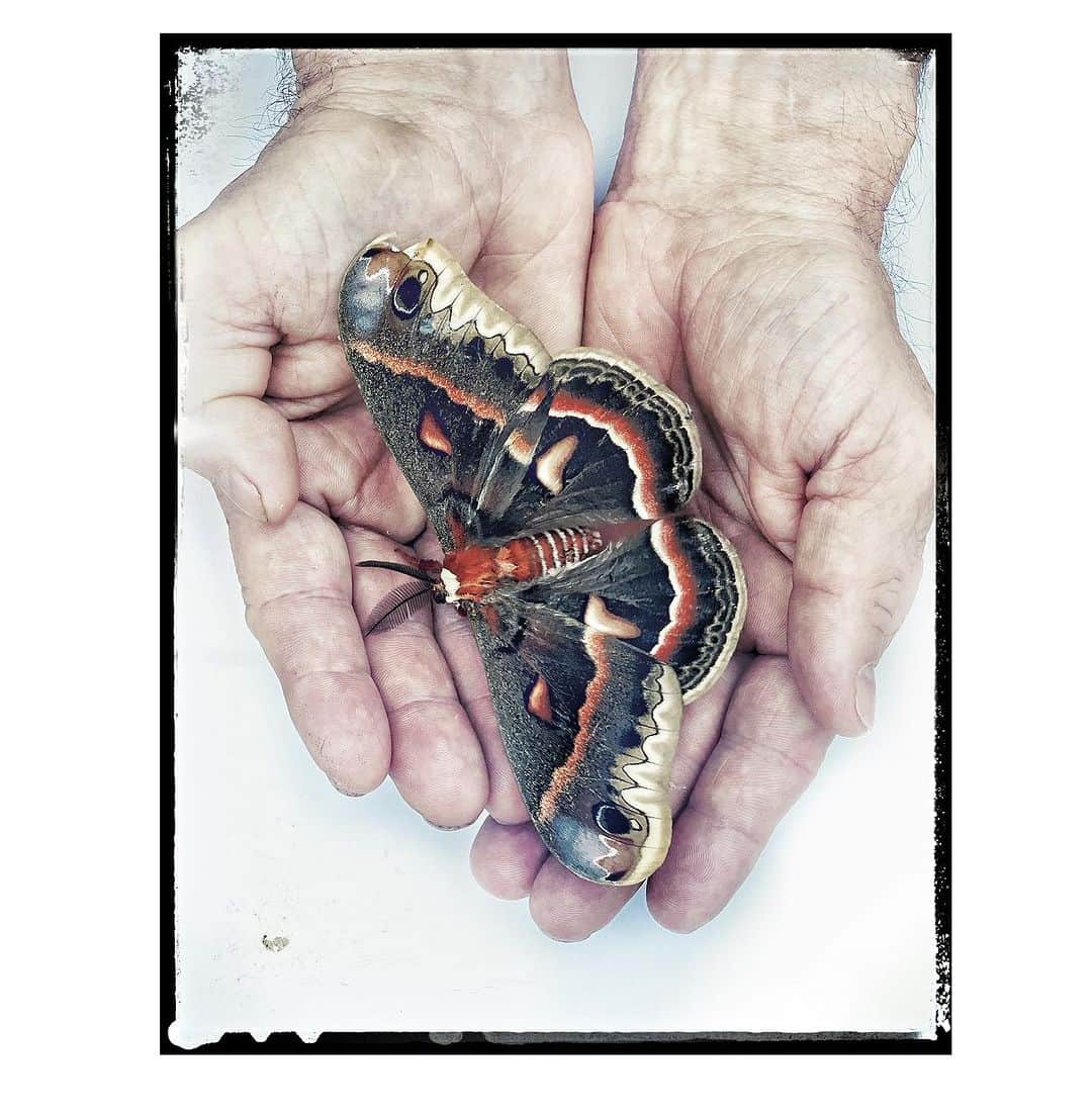 Robert Clarkさんのインスタグラム写真 - (Robert ClarkInstagram)「This day flying moth showed up today  in Chester, NY. I was thrilled and happy to know that such a beautiful and interesting moth was in our region. Nature is everywhere. The Cecropia moth, is North America's largest native moth & is a member of the family Saturniidae, or giant silk moths. Females have been documented with a wingspan of five to seven inches or more. These moths can be found all across North America as far west as Washington and north into the majority of Canadian provinces. Cecropia moth larvae are most commonly found on maple trees, but they have also been found on cherry and birch trees among many others. The species was first described by Carl Linnaeus in his 1758, and have long been considered as “spirt animals” by native Americans with special powers related to the journey from life to death.」7月23日 10時12分 - robertclarkphoto