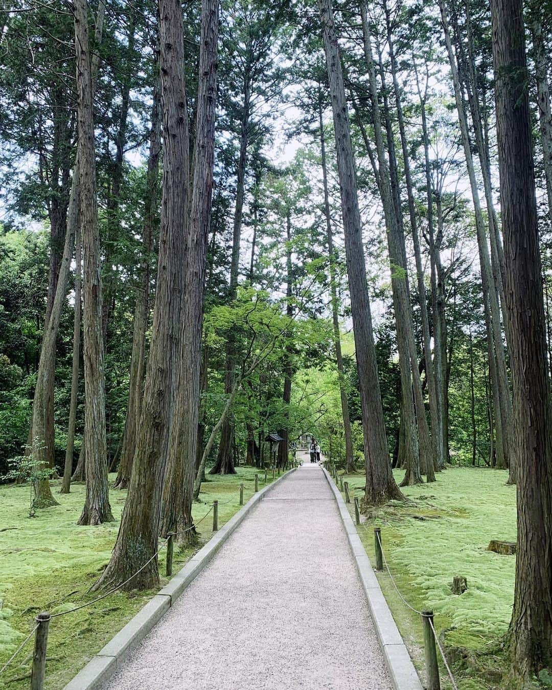 吉岡里帆さんのインスタグラム写真 - (吉岡里帆Instagram)「奈良、唐招提寺。  御影堂の襖絵「濤声」、鑑真和上の故郷である中国を描いた「揚州薫風」「黄山暁雲」「桂林月宵」を見てきました。　  蒼の色彩と水墨画が今まで見た絵の中でも群を抜く美しさでした。本当に来れて良かった…  🌿👣🧎🏻‍♀️  #奈良ふしぎ旅図鑑」7月23日 10時52分 - riho_yoshioka