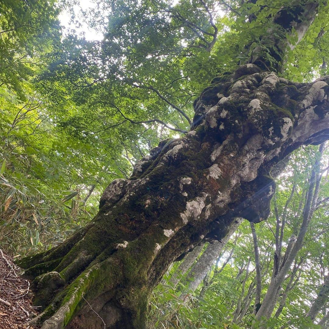 入来茉里さんのインスタグラム写真 - (入来茉里Instagram)「先日、長野県へ 野沢温泉が有名な土地で 豊富な水が生み出した絶景を体験してきました。  まず驚いたのは 住宅のすぐ横で水汲みができる『湧水』がすごく美味しかったこと☺️ その水を持って ブナ林の中をハイキング。 無農薬野菜を収穫して、その場で丸かじり。 源泉かけ流しの野沢温泉では地元の方とふれあい。 夜サウナの水風呂も野沢の綺麗な湧き水で入れるという贅沢な空間。 サウナは @madsaunist  温度、湿度、香り そして星空が素晴らしくて、最高に整いました。  みんなも行ってみたくなった☺️？ @lifefarmingcamp   #lifefarmingcamp #長野 #野沢温泉 #サウナ #温泉 #サウナ女子 #プチ旅行 #森林浴 #sauna #japan #nagano」7月23日 10時57分 - iriki.mari_official