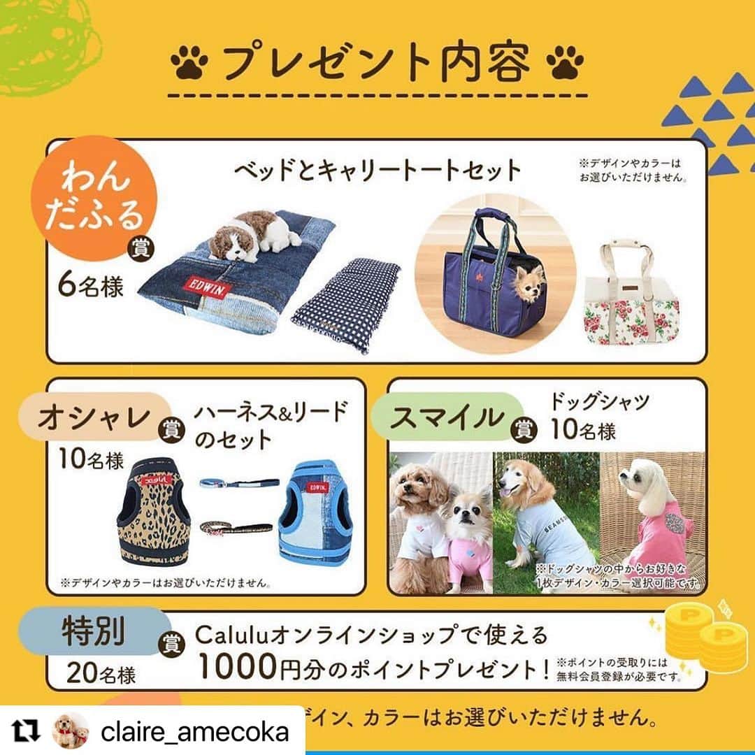 Caluluさんのインスタグラム写真 - (CaluluInstagram)「ROPE  PICNICのドッグシャツを着てくださいました🐶🌻  ボーダー柄が爽やか🍀着こなしバッチリですね😍  ピザを眺めてたクレアちゃんのお写真が可愛すぎて、スマイル賞に選ばせていただきました🍕  これからも沢山オシャレをして、お出かけ楽しんでくださいね❤️  #Repost @claire_amecoka with @use.repost ・・・ . 𝟤𝟢𝟤𝟥.𝟩.𝟦 フォトコン受賞したよ🐶🏆✨🐾  @calulu_dogwear 様の『 #わんだふるフォトコンテスト 』でスマイル賞を受賞しました〜🐶👏  さっそく賞品でいただいたドッグシャツを着ておさんぽ行ってきたよ🐩♬  caluluさんで取り扱ってる色んなブランドのドッグシャツから、好きなものを選べるってことで、クレアさんに選んだのはこちら💁🏼‍♀️  👗 ➡︎ #ロペピクニックドッグ @ropepicnic_dog  ◉ドッグシャツ ホワイト 2Lサイズ (クレアさん　体重6.8kg)  サラッとした生地で伸縮性もあるし、着心地もよさげ♡ 通年使えるのでとっても重宝しそう♡ ホワイト×ブラックの切り返しボーダーもかわいいし、裾と胸元の黄色いワンポイントロゴもかわいい💛  ステキなプレゼントをありがとうございました😊🎁✨ . . . #アメリカンコッカースパニエル #アメリカンコッカースパニエルバフ #アメコカ #犬のいる生活 #犬のいる暮らし #いぬすたぐらむ #1歳8ヶ月 #ひるんぽ #犬服 #犬服ブランド #犬服ショップ #カルル #カルルドッグウェア #カルルわんこの会  #AmericanCockerSpaniel #CockerSpaniel #dogwear #ropepicnic #ropepicnic_snap #ロペピクニック #ロペピクニックコーデ #お出かけわんこ #お出かけフォト #オシャレわんこ #わんこ服 #わんこコーデ #犬のお洋服」7月23日 10時58分 - calulu_dogwear