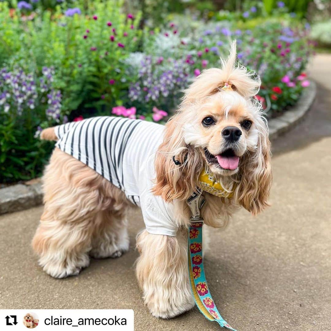 Caluluさんのインスタグラム写真 - (CaluluInstagram)「ROPE  PICNICのドッグシャツを着てくださいました🐶🌻  ボーダー柄が爽やか🍀着こなしバッチリですね😍  ピザを眺めてたクレアちゃんのお写真が可愛すぎて、スマイル賞に選ばせていただきました🍕  これからも沢山オシャレをして、お出かけ楽しんでくださいね❤️  #Repost @claire_amecoka with @use.repost ・・・ . 𝟤𝟢𝟤𝟥.𝟩.𝟦 フォトコン受賞したよ🐶🏆✨🐾  @calulu_dogwear 様の『 #わんだふるフォトコンテスト 』でスマイル賞を受賞しました〜🐶👏  さっそく賞品でいただいたドッグシャツを着ておさんぽ行ってきたよ🐩♬  caluluさんで取り扱ってる色んなブランドのドッグシャツから、好きなものを選べるってことで、クレアさんに選んだのはこちら💁🏼‍♀️  👗 ➡︎ #ロペピクニックドッグ @ropepicnic_dog  ◉ドッグシャツ ホワイト 2Lサイズ (クレアさん　体重6.8kg)  サラッとした生地で伸縮性もあるし、着心地もよさげ♡ 通年使えるのでとっても重宝しそう♡ ホワイト×ブラックの切り返しボーダーもかわいいし、裾と胸元の黄色いワンポイントロゴもかわいい💛  ステキなプレゼントをありがとうございました😊🎁✨ . . . #アメリカンコッカースパニエル #アメリカンコッカースパニエルバフ #アメコカ #犬のいる生活 #犬のいる暮らし #いぬすたぐらむ #1歳8ヶ月 #ひるんぽ #犬服 #犬服ブランド #犬服ショップ #カルル #カルルドッグウェア #カルルわんこの会  #AmericanCockerSpaniel #CockerSpaniel #dogwear #ropepicnic #ropepicnic_snap #ロペピクニック #ロペピクニックコーデ #お出かけわんこ #お出かけフォト #オシャレわんこ #わんこ服 #わんこコーデ #犬のお洋服」7月23日 10時58分 - calulu_dogwear