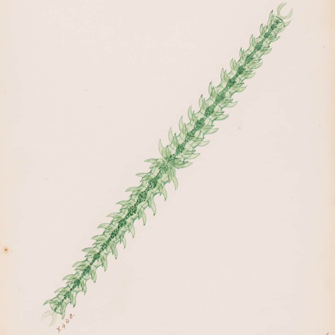 パワーハウスミュージアムのインスタグラム：「AN ORGANISM | A Line A Web A World  These drawings are by William Baeuerlen, who worked as a botanical specimen collector for the Powerhouse from 1890 to 1905 at a time when our focus was on economic botany.   See more at A Line A Web A World.  Freshwater algae specimen ‘Triploceras gracile,’ 4 of a series of 36 drawn by William Baeuerlen of specimens he collected at Ballina and Tintenbar, NSW, 1891-1898.」