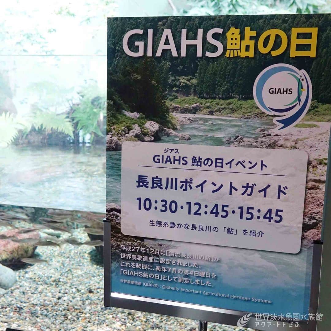 世界淡水魚園水族館 アクア・トト ぎふのインスタグラム：「今日は”鮎の日”ということで、特別にポイントガイドを実施しています。  今月は「あゆウィーク」として様々なイベントもおこなっていますよ！  ※「清流長良川の鮎」が世界農業遺産に認定され、7月第4日曜日が「#鮎の日」として制定されています。  #アクアトト #水族館 #aquarium #夏 #夏休み #鮎の日 #オアシスパーク #河川環境楽園」