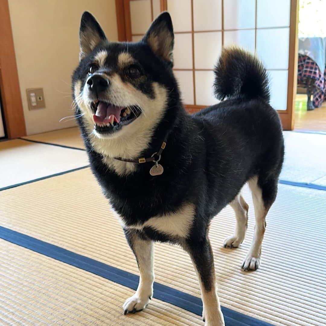 vo_coのインスタグラム：「🐾 和室の和犬 夏ですねぇ ＊ #shibastagram #instashiba #shiba #shibainu #黒柴 #柴犬」