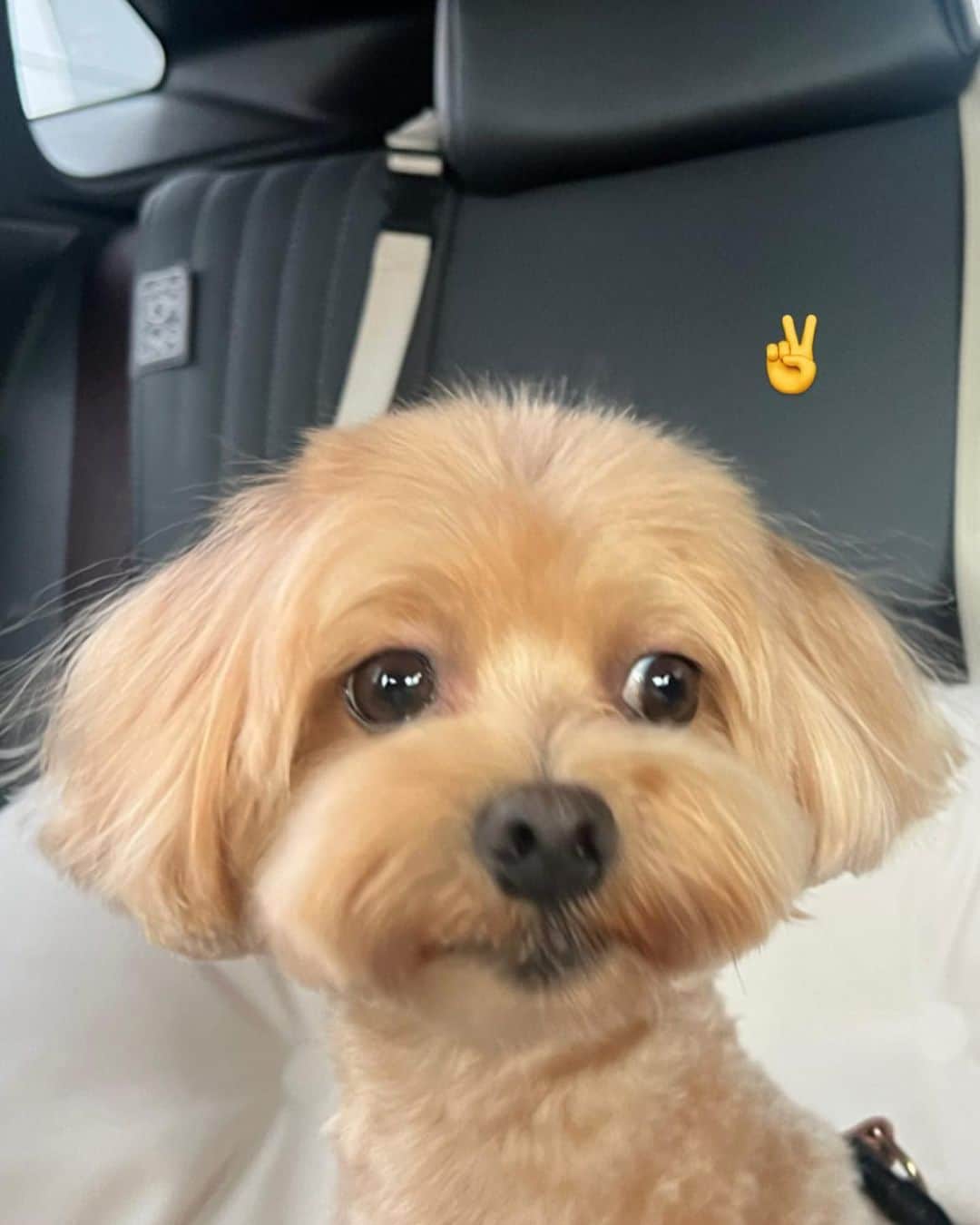 annaのインスタグラム：「.  トリミング完✌️ かわちぃ🐶🫶🫶  1週間くらいは🐶🐶とも ドビーにしか見えなくなります。笑  #犬のいる生活#いぬすたぐらむ#犬のいる暮らし#まるぷー#マルプー連合#多頭飼い#多頭飼いの幸せ#トリミング」