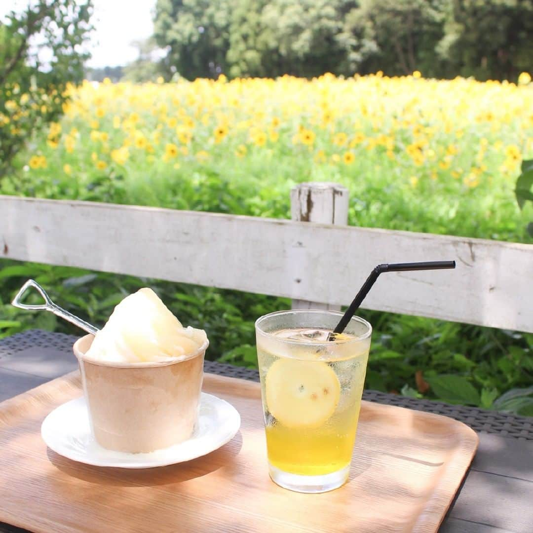 成田ゆめ牧場のインスタグラム：「夏の限定メニュー🍑🍋  Shortひまわり畑近くのカフェ（プライムハウス）では、夏にピッタリなスイーツ＆ドリンクを販売しております♪※土日祝限定 ※不定期営業  🌻桃のかき氷　 ￥650円（税込） かき氷には、ゆめ牧場のソフトクリームミックスをアレンジした練乳シロップがたっぷりかかっており、上には、夏のフルーツの定番、桃をトッピングしました♥ジューシーな桃とシャリシャリなかき氷がよく合いますよ♪  🌻レモンソーダ　 ￥450円（税込） しゅわしゅわソーダ×レモンシロップで見た目も味も爽やかなドリンクです♪色が層になっており写真に撮ってもきれいですよ♥飲むときは良くかきまぜてどうぞ!  ※「桃のかき氷」と「レモンソーダ」は8/31まで販売予定です  【プライムハウス】 営業時間　10：00～16：00 ※土日祝限定 ※不定期営業  #かき氷 #ひまわり #限定スイーツ #限定ドリンク #カフェ #成田ゆめ牧場 #naritadreamfarm #sunflower」