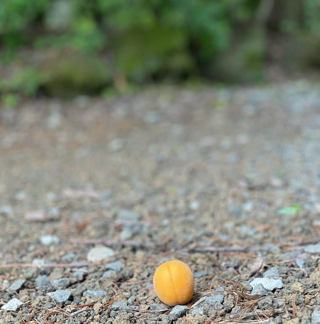 藤沢久美さんのインスタグラム写真 - (藤沢久美Instagram)「庭の梅の実。 熟して落ち始めた。」7月23日 12時17分 - kumifujisawa