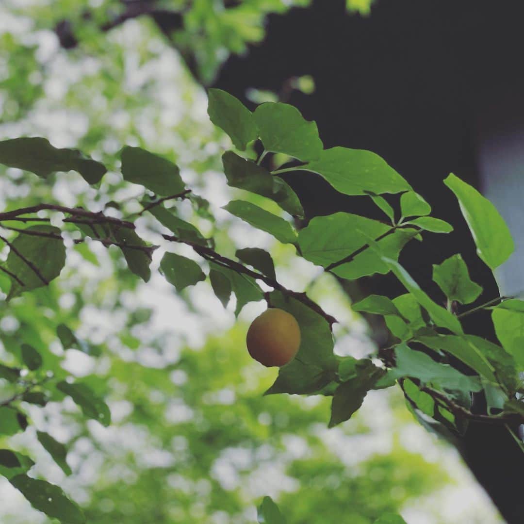 藤沢久美さんのインスタグラム写真 - (藤沢久美Instagram)「庭の梅の実。 熟して落ち始めた。」7月23日 12時17分 - kumifujisawa