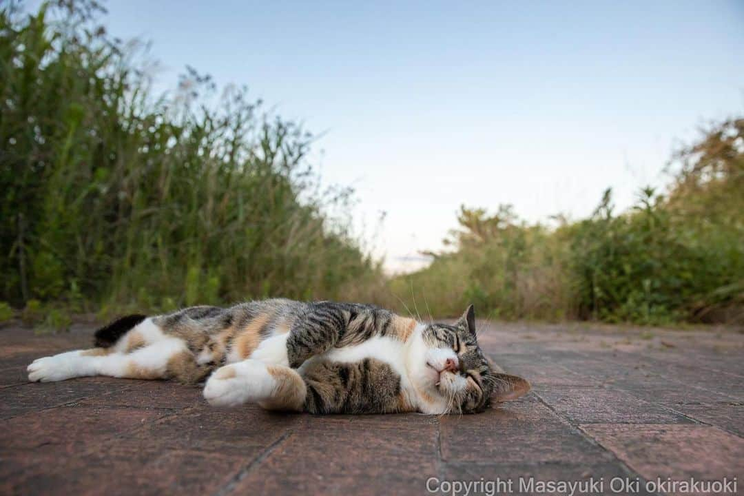 Masayukiさんのインスタグラム写真 - (MasayukiInstagram)「スヤー💤  #cat #ねこ #猫 #東京カメラ部 #nekoclub  #mmgtw #my_eos_photo  #yourshotphotographer」7月23日 12時42分 - okirakuoki