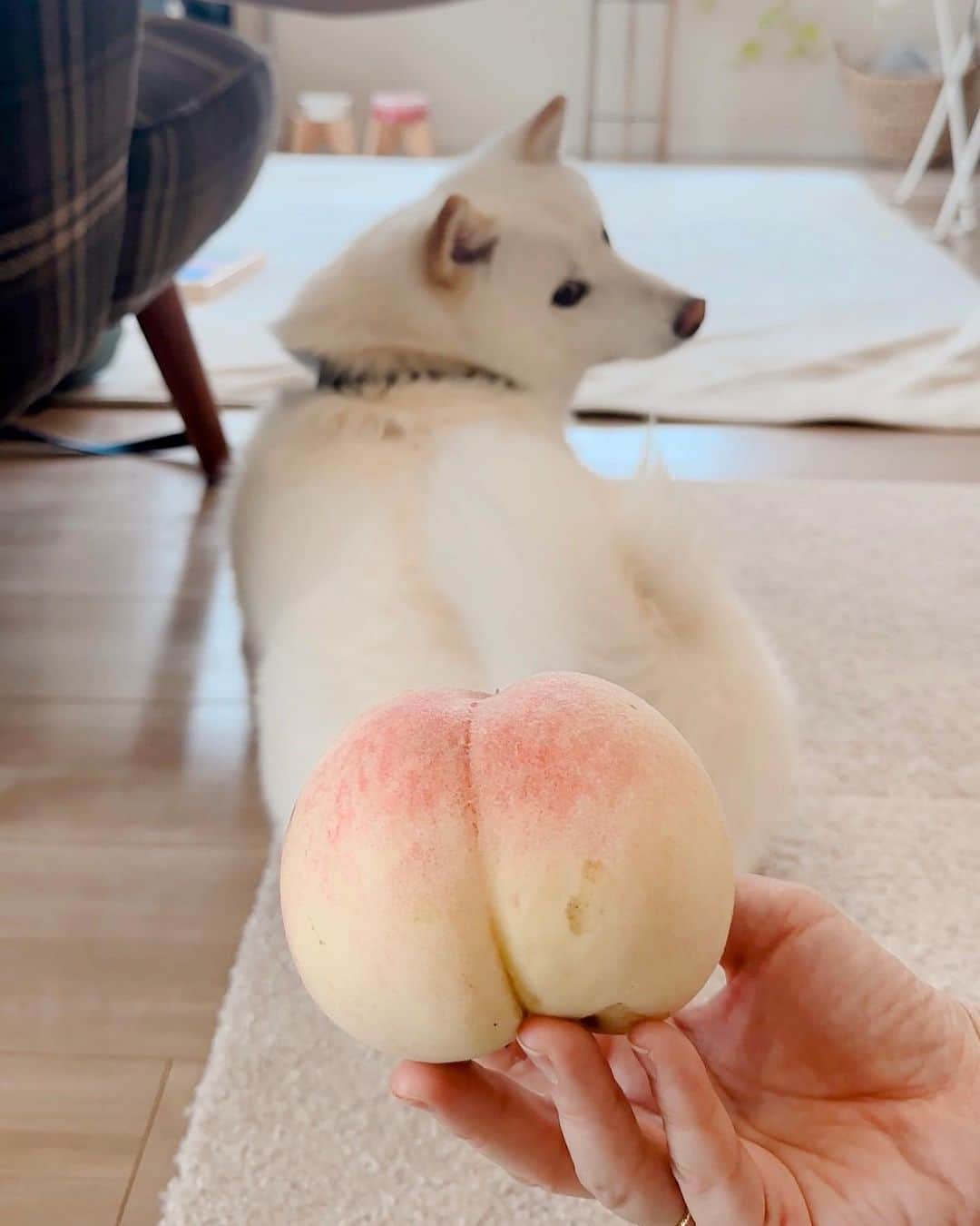 豆柴にこちゃんのインスタグラム：「🐈‍⬛🦭🐕🐕 桃尻ラキぴょん🍑  前に、にこのお兄ちゃんの ソラくんがやってたのをマネっこ！ @luckyyy.111 @mameshiba.sora  背中の真ん中を縦に流れる茶色い毛が 人間の背中の線に見えてなんだかリアルなボディ😙  そして昨日のごちそうたち🍕  🦭Presents @luckyyy.111  ラキママの出身地、山梨直送の届いたばかりの桃🍑 東伏見のお団子たくさん🍡 休日出勤のトムの分までありがとう😊  🐈‍⬛Presents @mitsumame_shibasta お肉ととうもろこしのサラダ🥗 万願寺とうがらしの煮物🫑 高野のオシャレゼリー🍉 朝イチの巨峰🍇  ピザはピザーラ、 マスカットのブッラータと チキンサラダは我が家から。 パスタも作る予定だったけど 食べきれないと判断しやめた〜😆  盛りだくさんでひたすら、 山賊のようにみんなで食い漁ったよね〜😋  犬を愛でながらごちそう食べて 涼しい部屋でダラダラするの、サイコー🌞  #柴犬#豆柴#mameshiba #shibastagram#japanphoto#shibainu#犬#shibainumania#犬のいる暮らし#shiba_snap#shibainupuppy#多頭飼い#dog#いぬすたぐらむ#puppy#dogstagram#instadog #doglover#pecoいぬ部#pecotv#いぬのきもち部#狗#子犬#barked#9gag#9gagpets#시바견」