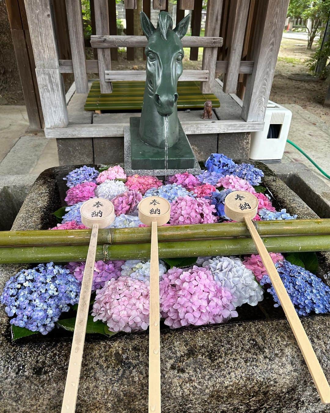 葵わかなのインスタグラム：「． 先日、京都に行ってきました🌻  お仕事ではよく行くのに、旅行となるとかなり…ないかも？！  ゆっくり観光も初めてで、なんだか知らない街みたいだった😳  撮影所もあるし、昔からよく来てたんだけどな〜  季節もよくて、とても楽しめました☺️  旅行に来ると基本結構動くので、たくさん歩いて、汗かいて、食べて飲んで、充実です！  今回は観光と、行ったことのない所をメインに据えたから、行けなかった場所もあったんだけど… 新しい発見もあり、とてもいい旅でした。  そして、今月から「ANASTASIA」のお稽古スタート！ 私の夏はあっという間にすぎそう… もうちょっと遊びたいけど〜！ ひとまず、頑張る熱い夏💪  遊ぶ夏！の方も、頑張る夏！の方も、満喫しましょうね😎  #夏旅行」