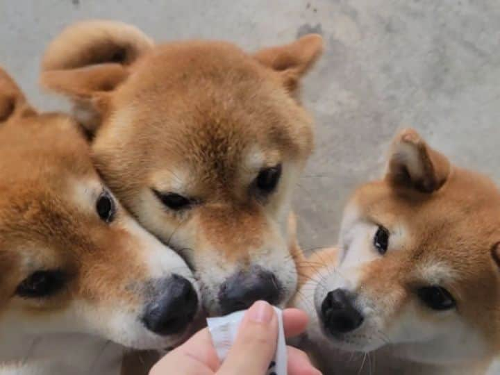 柴犬たま Shibainu Tamaのインスタグラム