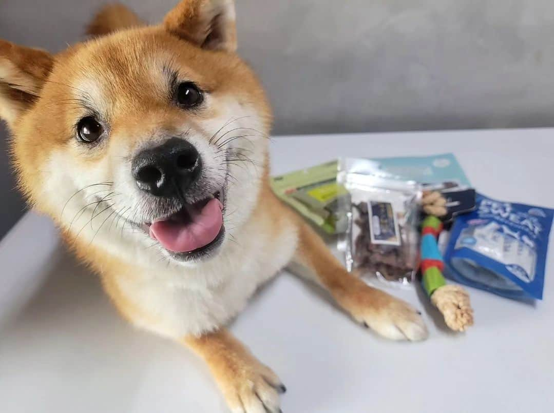 柴犬たま Shibainu Tamaのインスタグラム：「⠀⠀⠀⠀⠀⠀⠀⠀ ⠀ @wan.smile.box_by.koinustep さんから⠀⠀⠀⠀⠀⠀⠀⠀ WAN smile BOX が届きました✨⠀⠀ ⠀⠀⠀⠀⠀⠀⠀ 今回のテーマは⠀⠀⠀ 『虫対策』『野菜と果物』『嘔吐・下痢』⠀ ⠀⠀⠀⠀⠀⠀⠀ 情報満載のマガジン・ロープのおもちゃ・虫除けスプレー・無農薬キャベツフレーク・牛タン細切り・水分補給ゼリーなどのおもちゃやオヤツが入ってました👏 ⠀⠀⠀⠀⠀⠀ ⠀ ワンコ用の水分補給ゼリーがあるなんてビックリ😲 ペットの熱中症も流行ってるらしいから気をつけないとと思ってたけど、これならミルク味で美味しく熱中症予防できるね👌 ⠀ ⠀ ⠀⠀⠀⠀ 「WAN smile BOX」詳しくはこちら↓⠀⠀⠀⠀⠀⠀⠀ https://koinu-step.com/wansmile/⠀⠀⠀⠀⠀⠀⠀ ⠀⠀⠀⠀ Caption trans🇬🇧⠀⠀⠀⠀⠀⠀⠀ I received a wonderful gift✨⠀ ⠀⠀ #たま家族 #柴犬ウニ #柴犬動画 #PR #wansmilebox #こいぬすてっぷ #koinustep #水分補給ゼリー #笑顔 #ふわもこ #おやつタイム #柴犬 #shiba #shibainu #shibastagram #犬 #dog」