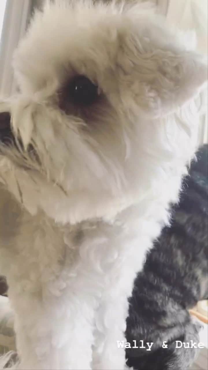 pugsofinstagramのインスタグラム：「Yesterday our little friend Duke crossed the rainbow bridge. While he was teeny, tiny in stature, Duke had a GIANT point of view. Whenever he came to my house to visit with Tonka and Wally, he liked to spend the visit sitting in a window waiting for his Mom to return rather than joining in the royal pug rumpus! Duke was up for anything as long as he could experience it from the lap or arms of his beloved family. Rest in peace sweet little Duke. You were a very good boy. To Ferriss, Will, Henry, and Betsey, you gave Duke such an incredible life, full of love and fun. I am thinking of you during this sad time. Xoxo LB」