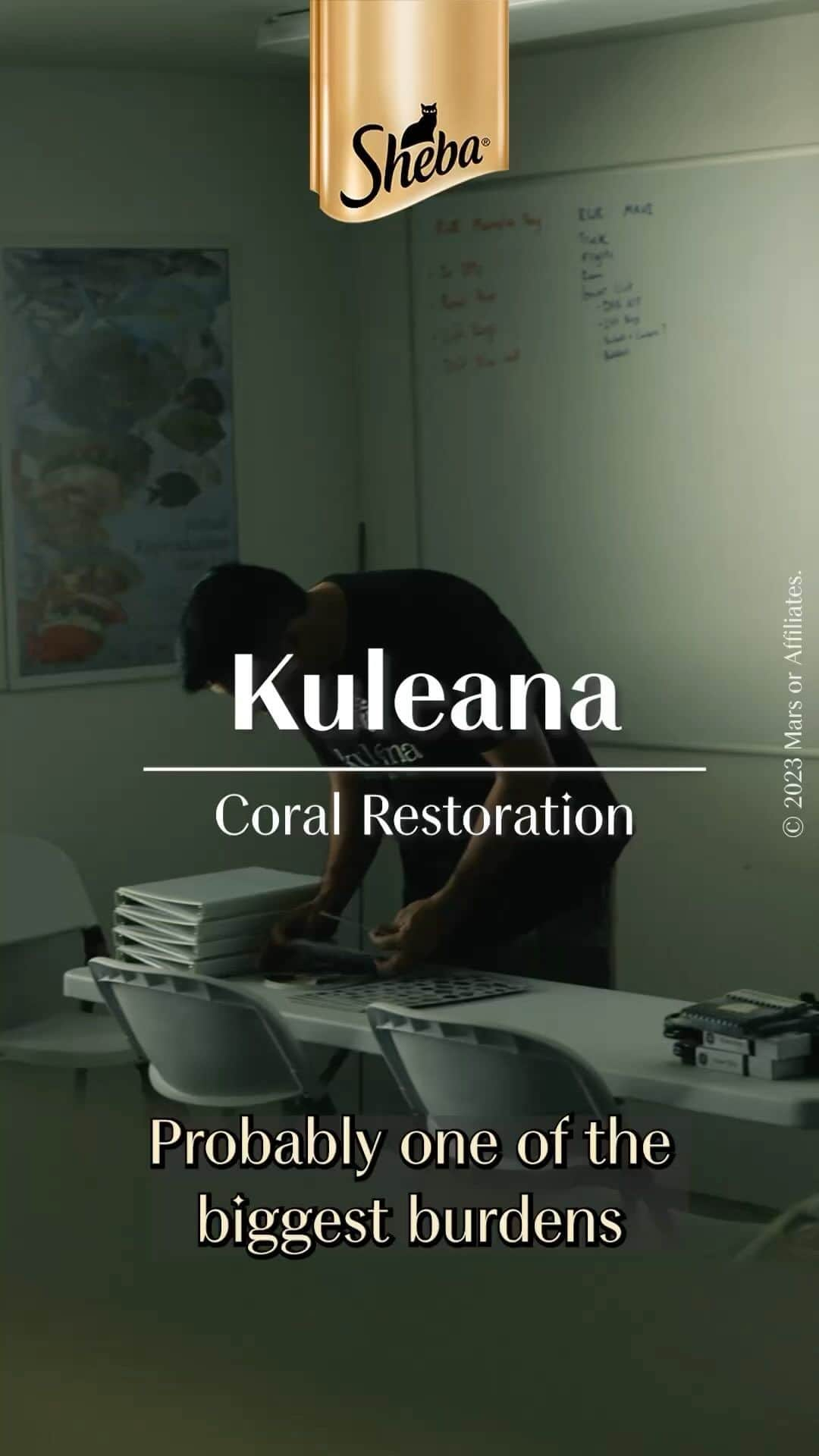 Marsのインスタグラム：「Partnering with @kuleanacoral, we have something special in common. We have hope for our environment and our communities. 🪸   “When we’re building these reef communities in the ocean, we also see the benefit and impact of our communities on land.”   #ShebaHopeGrows #ReefRestoration #Coral #Reef #Ocean #EatSleepReef #InstaReef」