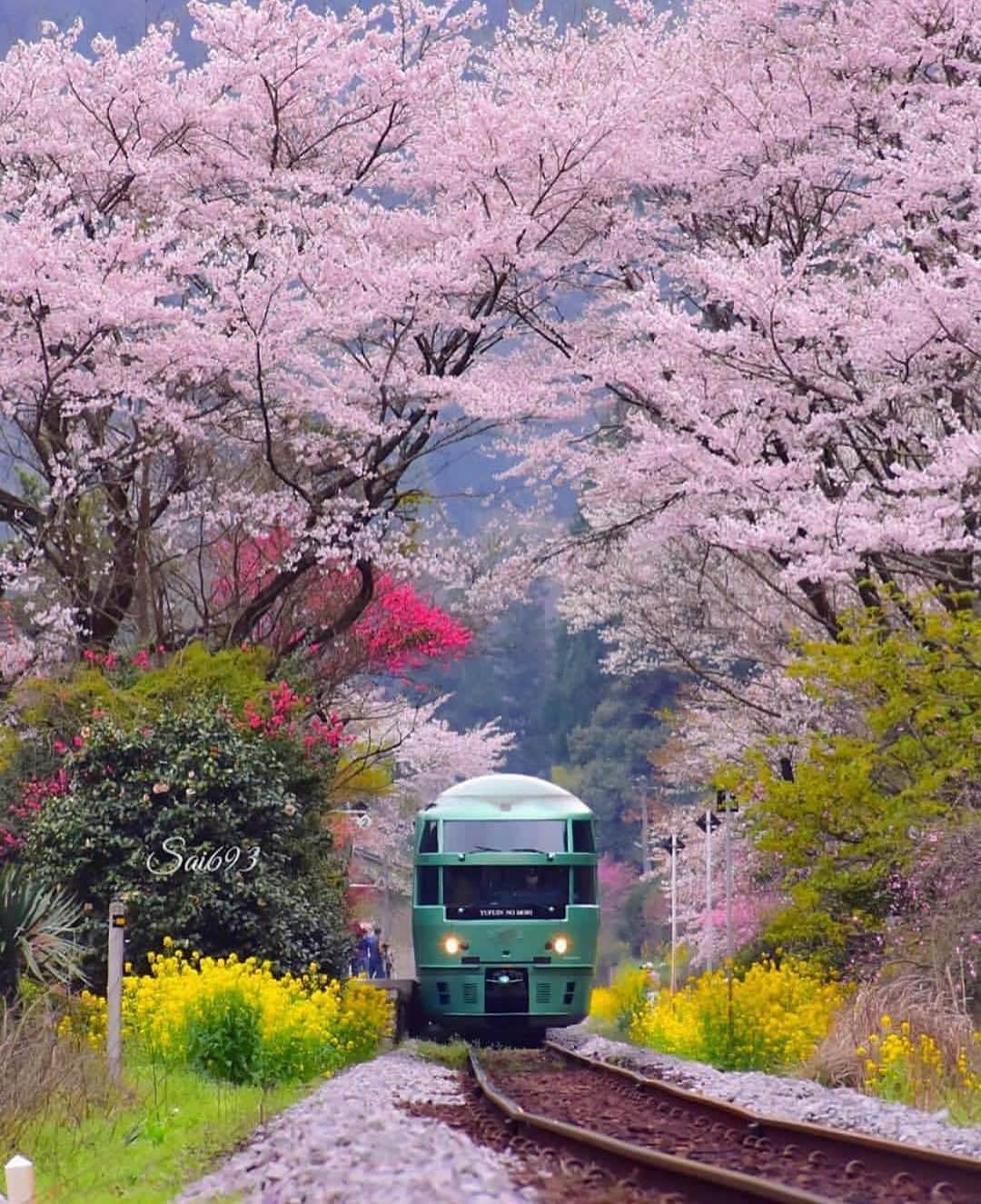 Earth Picsさんのインスタグラム写真 - (Earth PicsInstagram)「Cherry Blossom 🌸 in Japan 🇯🇵  📸 by @sai693」7月24日 0時32分 - earthpix