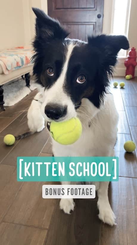 のインスタグラム：「Kitten school — Bonus footage」