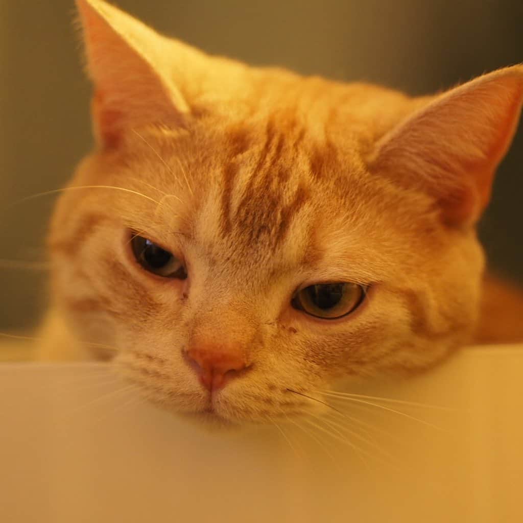 ruiruiのインスタグラム：「眠そうなこっちゃん . .  #虎大朗 #スコティッシュフォールド #猫 #ねこ #にゃんこ #ネコ  #ねこ部 #ふわもこ部  #ねこすたぐらむ #にゃんすたぐらむ #ねこのいる生活 #ねこのいる暮らし #猫好きさんと繋がりたい #猫のいる暮らし #cat #instacat #catstagram  #ilovemycat #instagramcats  #meow #pet #petstagram #catstagram_japan #kitty」