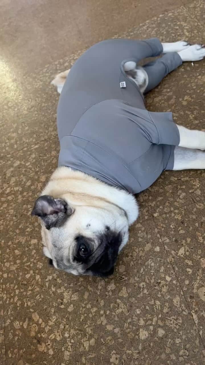 gontaのインスタグラム：「I'm taking a nap because it's cool」