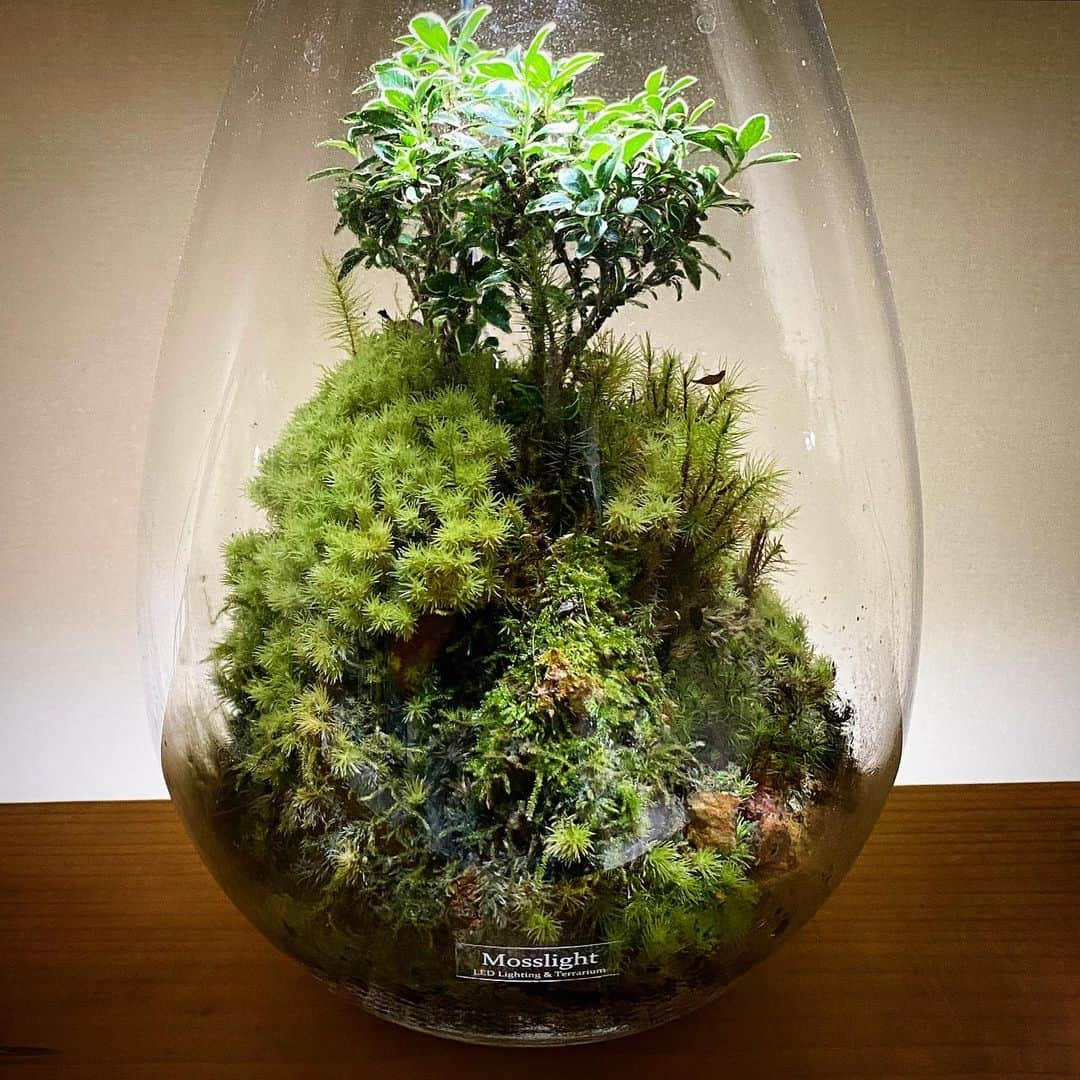 Mosslight-LEDさんのインスタグラム写真 - (Mosslight-LEDInstagram)「Mosslight  #mosslight #モスライト  #terrarim#テラリウム #moss#苔#コケ#paludariums #パルダリウム #terrariums#terariums #terariumdesign #lightart」7月23日 16時40分 - mosslight1955