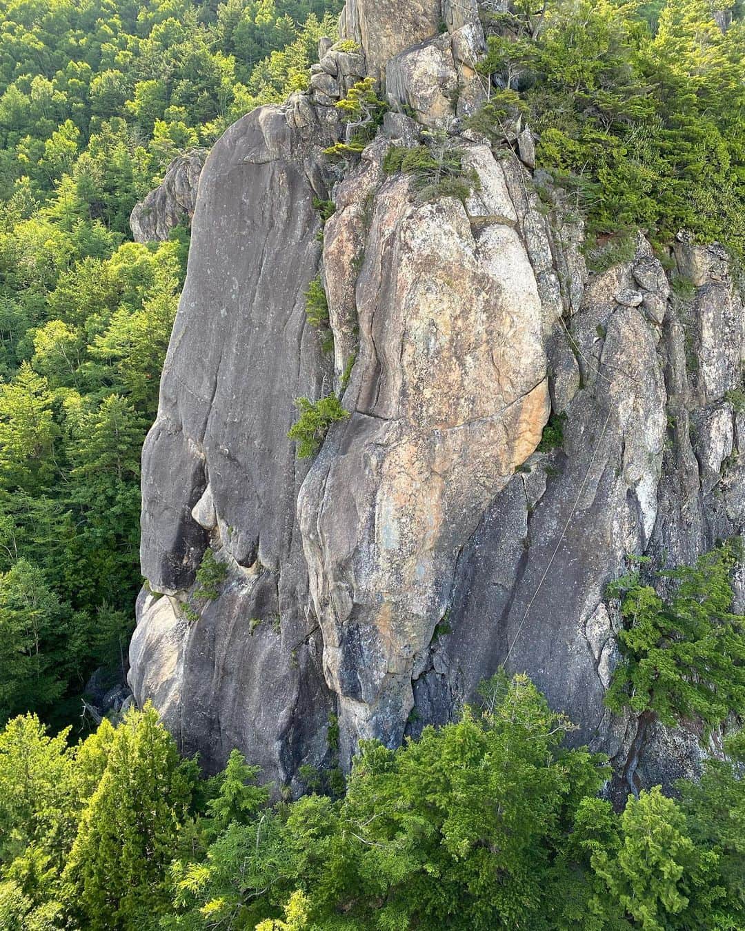 安間佐千さんのインスタグラム写真 - (安間佐千Instagram)「Gem Prosciutto 5.13b FA  小川山の八幡岩から見るとまるで原木生ハムのように見える美しい前傾フェースがある。20メートルはありそうな途切れることのない前傾壁は小川山(日本の花崗岩？)では珍しく、良くぞ今日まで触れられることなく残ってくれていた！と感動する。通称"生ハム"と呼んでいたそのプロジェクトを今夏から開拓し始めた。遠目からの美しさとは裏腹に岩茸がびっちり生えており、2日がかりの大掃除。懸垂時は5.12後半と予想していたが、登ってみると昨年開拓した同じエリアにあるCompas 5.13aより難しい気がする。トライ初日はホールドが欠けたりして完登ならず。そして先日登り切ることができた。様々なタイプの核心が連続し、持久力が試される。最後まで押し切る精神力も必要。素晴らしい一本だと思う。  以下ルート詳細 ルートはボルト7本と終了点。中間部の水平クラックと最後のスラブではナチプロを使用。最後のボルト後、僕は自然とカンテから右のクラックに吸い込まれるので、そちらに逃げている。終了点はテラスに上がって少し歩いた先の岩にある。50メートルロープがあれば、地面まで降りられる。 ※激しくフォールすると右のスラブに擦れる可能性あり。 ※グレードは夏ということもあり、暫定的。  使用ギア:カーブナッツオレンジ、C1  Gem Prosciutto 5.13b FA  A beautiful face that looks like a prosciutto when seen from Hachiman-iwa, with an uninterrupted 20 meters of unbroken slightly overhanging wall. I was impressed that it had remained untouched until today in Ogawayama where well developed area! This summer, I began to explore this project. Despite its beauty from a distance, it was covered with rock mushrooms, and it took two days to clean it up. When we rappelled, we expected it to be in the latter half of 5.12, but when we climbed it, we felt it was harder than Compas 5.13a, which we pioneered last year in the same area. On the first day of climbing, I couldn't finish it due to some broken holds. The other day, I was able to FA. The route has various types of cruxes that test your endurance. It also requires mental strength to push through to the end. I think it is a wonderful route!  Here are the details of the route. The route consists of 7 bolts and an end point. The horizontal crack in the middle and the last slab use cam and nuts. After the last bolt, I naturally get sucked into the crack on the right from the corner, so I run that way. The end point is on a rock a short walk up to the terrace, with a 50-meter rope you can descend to the ground. ※If you fall too long, you may scrape the slab on the right. ※The grade is tentative due to the summer season.  Gear: Curved Nut Orange, C1  Photos by @climb_with_himalaya   @adidasterrex  @fiveten_official  @petzl_official  @newhale_japan  @newhale_climbing  @carbongrip  #アルテリア  #小川山  #鳥丸岩峰群 #開拓」7月23日 16時45分 - sachiamma