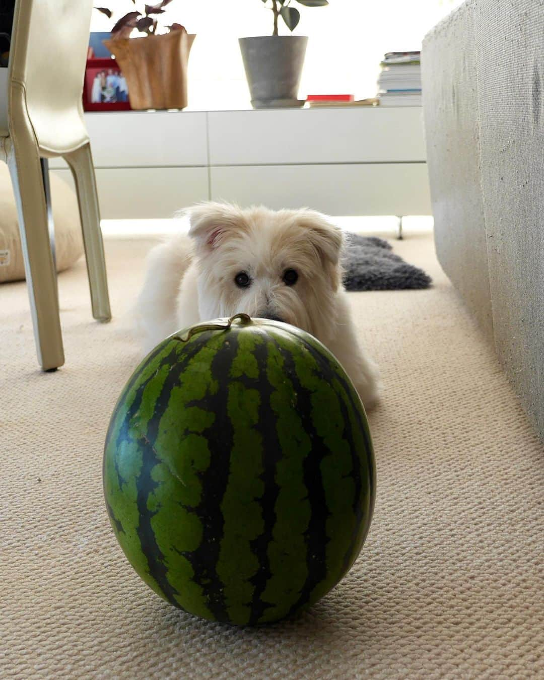 黒田知永子のインスタグラム：「. スイカ大好きとろさん🍉 すこーしあげるね🫶  久しぶりの韓国🇰🇷は気分転換ばっちり楽しかったです🩶 この週末は疲れたのでのんびり過ごしています（ダラダラが正しい表現です〜😅）  #dog #犬 #黒田とろろ  #おじいちゃん元気です #三浦のすいか #黒田知永子 #chiekokuroda」