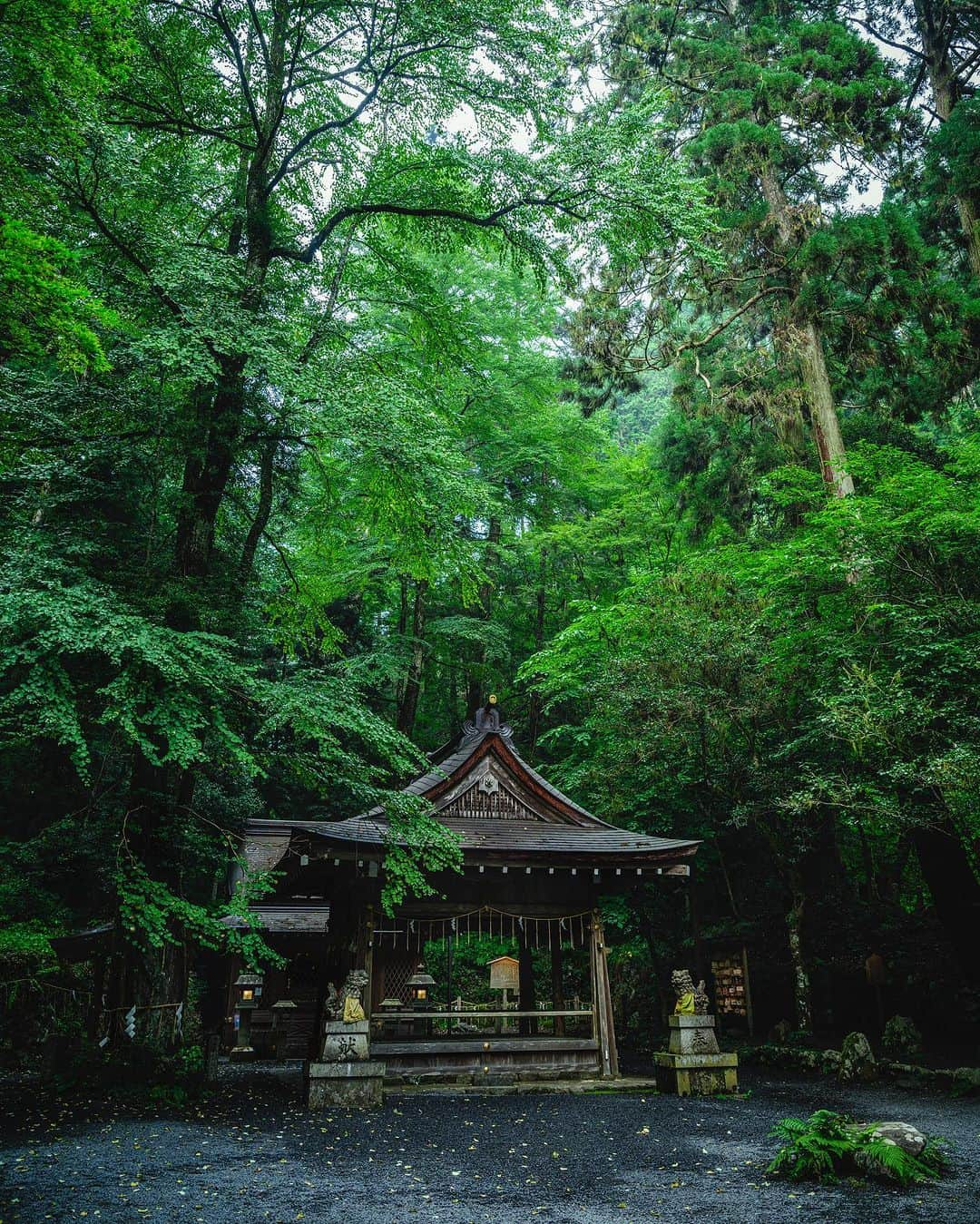 SHOCK EYEさんのインスタグラム写真 - (SHOCK EYEInstagram)「夏の深緑に包まれた京都、貴船神社⛩️  水の神様を祀る貴船神社のその存在感、、 特に奥宮で感じる雰囲気は畏怖すらも感じるくらい。  これより奥に行くと鞍馬天狗で有名な霊山、鞍馬山があったりと、 霊験あらたかな場所✨  初めて訪れた時、自然と、 わ、すごいなあ、、 と声が洩れてしまった。  神社好きなら一度は訪れてもらいたい場所だよ^ ^  #貴船神社 #京都 #鞍馬山 #shrine #kyoto」7月23日 17時18分 - shockeye_official