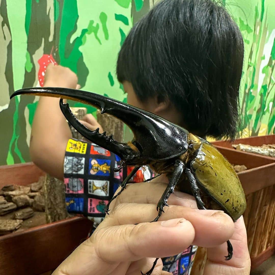 MAX鈴木のインスタグラム：「ヘラクレスかっこよすぎ‼️  マジでカッコいい‼️  大好き‼️  #ヘラクレスオオカブト」