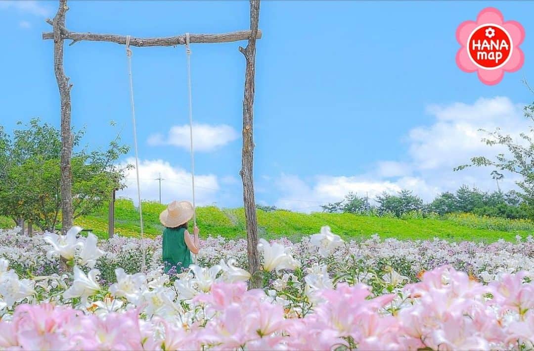 はなまっぷ❁日本の花風景のインスタグラム：「🌸はなまっぷ🌸 * @tomo_hiko1011 さんの 花のある風景に花まるを💮 * 優雅な香りに包まれてブランコのある素敵なユリ園をありがとうございます😊🌸 * #広島　#花の駅せら Flower Station Sera, Hiroshima Pref. * ユリの花言葉 純粋、無垢 * #はなまっぷ #日本の美しい花風景#花のある風景#花#花言葉 #百合#lily#世羅町#花畑#夏#ブランコ#ゆり * いつも素敵なお花をありがとうございます😊 ※見頃が過ぎている花、終わっている花もご紹介させていただいています。 * 🌸••••••お知らせ••••••🌸 * 花風景検索サイト　はなまっぷ https://hanamap.com 🔍「はなまっぷ」または @hanamap プロフィール欄から ぜひご覧ください * 📖🌸📖🌸📖🌸📖🌸📖 四季の花々を訪ねていきたい にっぽんの花地図 好評発売中📘 📖🌸📖🌸📖🌸📖🌸📖」