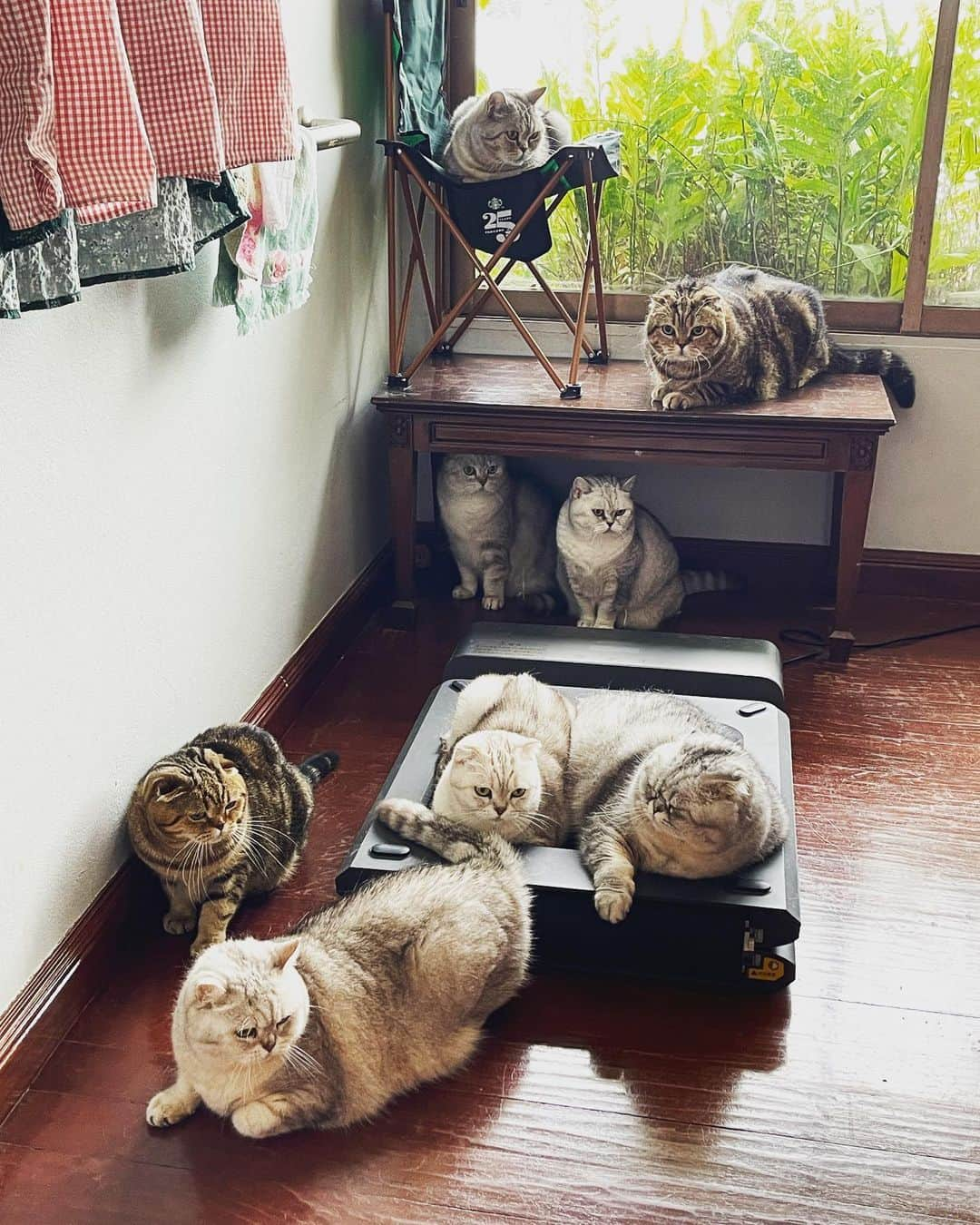 Roku Rokuさんのインスタグラム写真 - (Roku RokuInstagram)「Family gathering ❤️」7月23日 17時55分 - rokuthecat