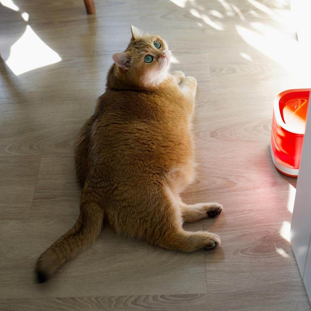 Hosicoさんのインスタグラム写真 - (HosicoInstagram)「Now two flies live in the kitchen 🪰🪰」7月23日 17時58分 - hosico_cat