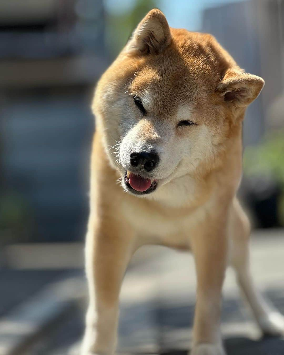 まる（まるたろう）さんのインスタグラム写真 - (まる（まるたろう）Instagram)「みんな聞いて！！もう一つまるの夢が叶う時が来たの〜😝✨ まるのベビーカステラ屋さんが爆誕します！ わんこも食べられるベビーカステラも用意してるから遊びにきてね #8月1日からプレオープン #みんな一生懸命練習中 #ソフトクリームもあるよ #ころもくんは待ちきれない様子 #ベビーまるカステラ #わんこ連れ大歓迎 #完全手作り #通販は気長に待っててね @gallerymarusan」7月23日 18時12分 - marutaro