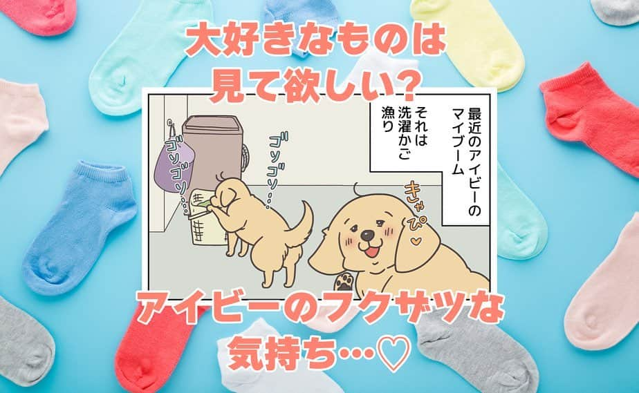 餅付きなこのインスタグラム：「おとしゃんのぱんちゅも、くちゅぴたと同じくらい大好きなあーちゃんですし❤️  靴下飲み込んだらいかんと思って穏便に取り戻そうとするんですが、なんせ素早いのでなかなか難しいです💦  #漫画 #イラスト #犬漫画 #絵日記 #エッセイ漫画 #コミックエッセイ#マンガ #日常漫画 #ゴールデンレトリバー #goldenretriever #ゴールデンレトリーバー #犬と生活 #4コマ漫画 #犬 #dog #dogstagram #instadog #わんこ #ふわもこ部 #いぬ #ilovemydog #いぬのきもち #大型犬 #大型犬のいる生活 #まめとアーティ #餅付きなこ #おさんぽですし！」